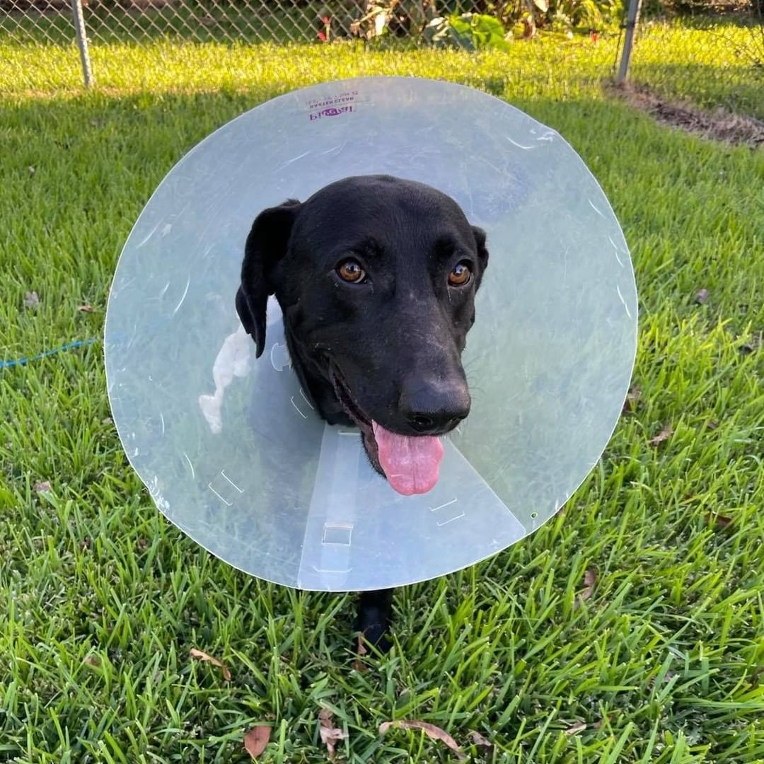 Asher needs a home! This 5-year-old, gentle lab loves to explore, play with toys, and be loved by his humans! He gets along well with other dogs and is very gentle when taking treats from your hand. At night, he loves to lay next to you on the sofa and 