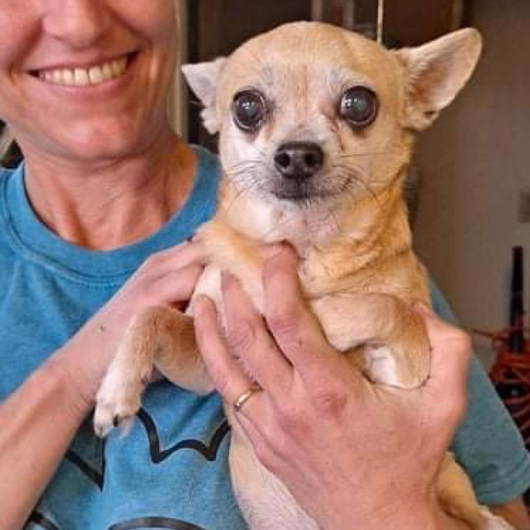 Little old-man Brady is safe with F.U.R.!
 
On Monday last week, we received word from Pookey at Putnam County that a senior citizen had come to surrender their 15 year old chihuahua, recognizing they were unable to care for him any longer. This little Romeo swept us off our feet with his no-teeth, shivering chi energy. He was understandably afraid, as he processed the scary reality that he wasn’t going back to the only home we think he had ever known. 

You’re safe with us now little guy! ♥️♥️♥️