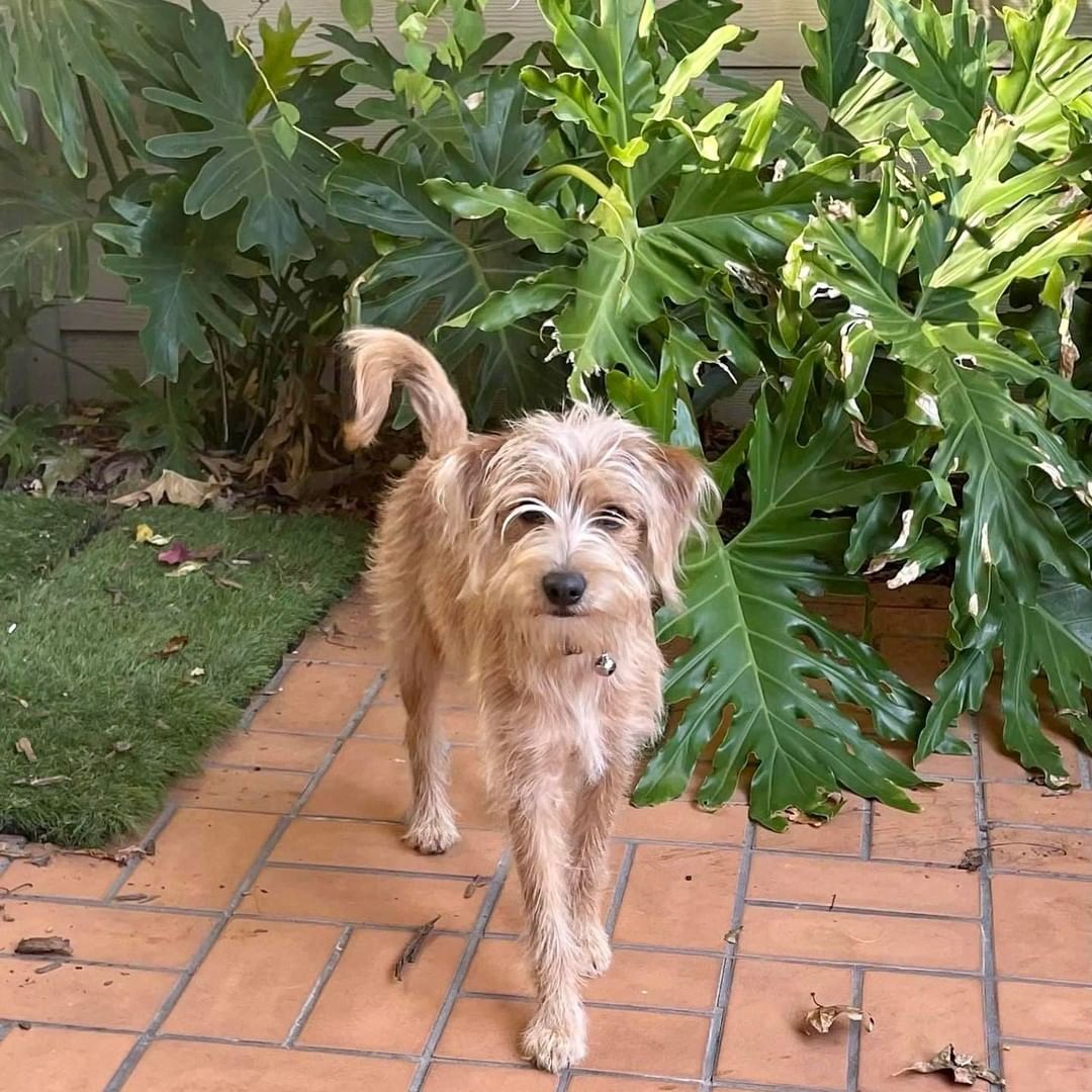 Sundays are for scruffies, and boy oh boy, do we have a cutie for you! 😍😍

Meet Leo, one of our newest heartbreakers. He was being given away, and luckily a Good Samaritan took him and reached out to us so that he didn’t wind up in the wrong hands. Thank goodness for kind people! 

Leo is still adjusting to life in his foster home, but he’s proven himself to be a complete doll. He’ll be ready for his forever home soon, so visit our website to submit an application if you’d like to meet this handsome little guy! 

<a target='_blank' href='https://www.instagram.com/explore/tags/ajltotherescue/'>#ajltotherescue</a> <a target='_blank' href='https://www.instagram.com/explore/tags/scruffydog/'>#scruffydog</a> <a target='_blank' href='https://www.instagram.com/explore/tags/sundayvibes/'>#sundayvibes</a> <a target='_blank' href='https://www.instagram.com/explore/tags/rescuedog/'>#rescuedog</a> <a target='_blank' href='https://www.instagram.com/explore/tags/model/'>#model</a> <a target='_blank' href='https://www.instagram.com/explore/tags/pawfection/'>#pawfection</a> <a target='_blank' href='https://www.instagram.com/explore/tags/backyard/'>#backyard</a>