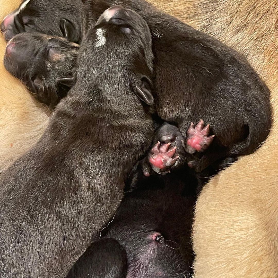 <a target='_blank' href='https://www.instagram.com/explore/tags/NEWRESCUE/'>#NEWRESCUE</a>! Meet Nia and her pups! Sadly Nia was stranded and dumped at a shelter pregnant. BFP heard about her as she was giving birth and had to step in!

Just hours after her last pup was delivered, we took her in to our BFP home where she is getting all the love, comfort and spoiling she and her 5 pups deserve!

This will be a blessed Holiday watching them grow. Stay tuned for updates!

Please click the donate button to help us with their medical care. Thank you! 🙌 🥰 🐶

____________________

We also post @CrueltyCutter. <a target='_blank' href='https://www.instagram.com/explore/tags/BeagleFreedomProject/'>#BeagleFreedomProject</a> <a target='_blank' href='https://www.instagram.com/explore/tags/RescuePuppies/'>#RescuePuppies</a> <a target='_blank' href='https://www.instagram.com/explore/tags/GermanShepherd/'>#GermanShepherd</a> <a target='_blank' href='https://www.instagram.com/explore/tags/AdoptMe/'>#AdoptMe</a> <a target='_blank' href='https://www.instagram.com/explore/tags/Adoptables/'>#Adoptables</a>