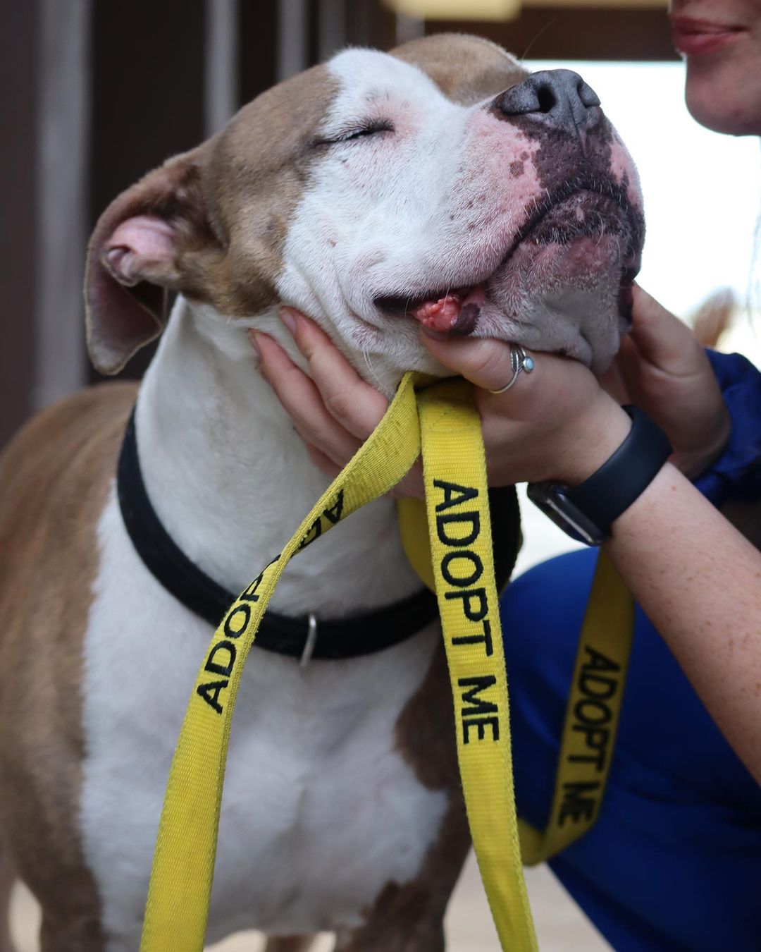 Moose definitely seems ready for the kissing booth at Flippers and Fur Fest Sunday, December 5 from 12:00 - 5:30 pm at the @regattainn 🛥☀️💙

This amazing event is benefits both Pet Helpers and the Folly Beach Sea Turtle Watch to make twice the impact 🐢🐶

The event kicks off with a yoga class from 12-1 from @sunandsol_yoga 🧘‍♀️🧘🧘‍♂️

Then from 1-4 pm check out the silent auction and vendors village filled with amazing local businesses and artisans benefiting our cause 🛍

From 2-4, be sure to throw your sack into their Cornhole Tournament 🌽🏟

After the winners are announced the party shifts into another gear with Live Music and more to enjoy! We’ll be there all day with adoptable pets and more. Be sure to enjoy the food and drinks being served throughout the event 🌯🍻

Follow the link in our bio to get your hands on tickets to make a difference in dogs like Moose’s lives 💙

.
.
.
.
.
.
<a target='_blank' href='https://www.instagram.com/explore/tags/turtlewatch/'>#turtlewatch</a> <a target='_blank' href='https://www.instagram.com/explore/tags/folly/'>#folly</a> <a target='_blank' href='https://www.instagram.com/explore/tags/follybeach/'>#follybeach</a> <a target='_blank' href='https://www.instagram.com/explore/tags/follybeachsc/'>#follybeachsc</a> <a target='_blank' href='https://www.instagram.com/explore/tags/sc/'>#sc</a> <a target='_blank' href='https://www.instagram.com/explore/tags/southcarolina/'>#southcarolina</a> <a target='_blank' href='https://www.instagram.com/explore/tags/dogsofinstagram/'>#dogsofinstagram</a> <a target='_blank' href='https://www.instagram.com/explore/tags/dogsofsouthcarolina/'>#dogsofsouthcarolina</a> <a target='_blank' href='https://www.instagram.com/explore/tags/lowcountryliving/'>#lowcountryliving</a> <a target='_blank' href='https://www.instagram.com/explore/tags/lowcountry/'>#lowcountry</a> <a target='_blank' href='https://www.instagram.com/explore/tags/charleston/'>#charleston</a> <a target='_blank' href='https://www.instagram.com/explore/tags/adopt/'>#adopt</a> <a target='_blank' href='https://www.instagram.com/explore/tags/adoptdontshop/'>#adoptdontshop</a> <a target='_blank' href='https://www.instagram.com/explore/tags/nokill/'>#nokill</a> <a target='_blank' href='https://www.instagram.com/explore/tags/shelterdog/'>#shelterdog</a> <a target='_blank' href='https://www.instagram.com/explore/tags/rescuedog/'>#rescuedog</a> <a target='_blank' href='https://www.instagram.com/explore/tags/pitbull/'>#pitbull</a> <a target='_blank' href='https://www.instagram.com/explore/tags/pitbullsofinstagram/'>#pitbullsofinstagram</a> <a target='_blank' href='https://www.instagram.com/explore/tags/pitsofinstagram/'>#pitsofinstagram</a> <a target='_blank' href='https://www.instagram.com/explore/tags/pittiesofinstagram/'>#pittiesofinstagram</a> <a target='_blank' href='https://www.instagram.com/explore/tags/pitties/'>#pitties</a> <a target='_blank' href='https://www.instagram.com/explore/tags/pit/'>#pit</a> <a target='_blank' href='https://www.instagram.com/explore/tags/rescuedogsofinstagram/'>#rescuedogsofinstagram</a> <a target='_blank' href='https://www.instagram.com/explore/tags/rescuesofinstagram/'>#rescuesofinstagram</a> <a target='_blank' href='https://www.instagram.com/explore/tags/rescue/'>#rescue</a> <a target='_blank' href='https://www.instagram.com/explore/tags/adoptable/'>#adoptable</a> <a target='_blank' href='https://www.instagram.com/explore/tags/rescuedismyfavoritebreed/'>#rescuedismyfavoritebreed</a>