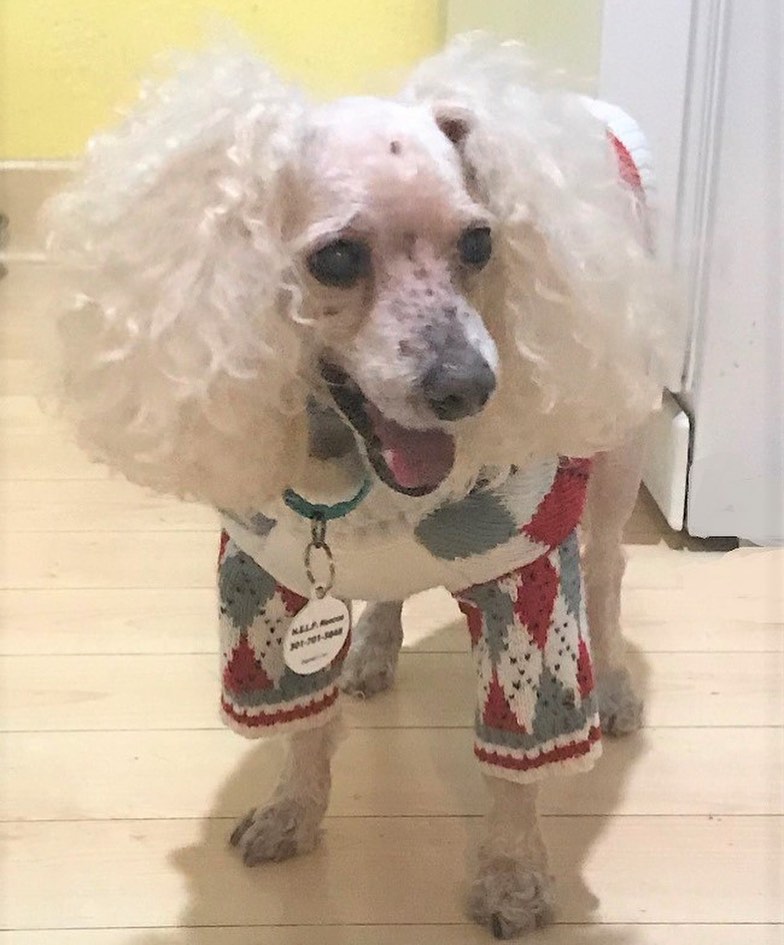 🐩 Good morning from Tennyson, who can't wait to get this day started. Hope everyone has a beautiful Sunday! 💗☀️🐶

<a target='_blank' href='https://www.instagram.com/explore/tags/adoptarescuedog/'>#adoptarescuedog</a> <a target='_blank' href='https://www.instagram.com/explore/tags/poodles/'>#poodles</a> <a target='_blank' href='https://www.instagram.com/explore/tags/poodlesofinstagram/'>#poodlesofinstagram</a> <a target='_blank' href='https://www.instagram.com/explore/tags/terriers/'>#terriers</a> <a target='_blank' href='https://www.instagram.com/explore/tags/terriersofinstagram/'>#terriersofinstagram</a> <a target='_blank' href='https://www.instagram.com/explore/tags/seniordogs/'>#seniordogs</a> #
seniordogsofinstagram <a target='_blank' href='https://www.instagram.com/explore/tags/seniordogsrock/'>#seniordogsrock</a> <a target='_blank' href='https://www.instagram.com/explore/tags/homeforeverylivingpet/'>#homeforeverylivingpet</a> <a target='_blank' href='https://www.instagram.com/explore/tags/rescuedogs/'>#rescuedogs</a> <a target='_blank' href='https://www.instagram.com/explore/tags/sanpedro/'>#sanpedro</a>