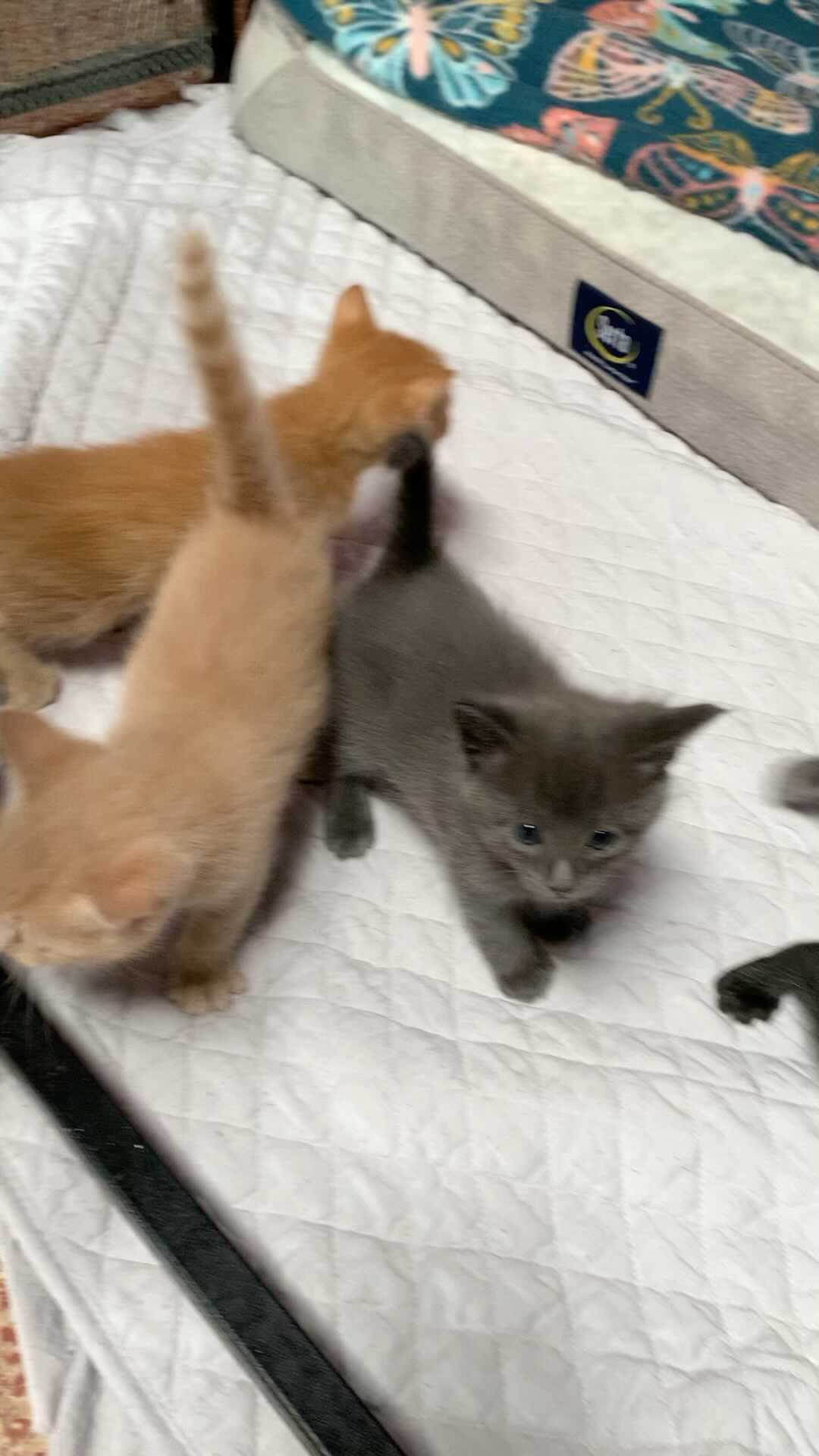 We just got a whole family of cats in! Mom and 5 babies.

If you can make a donation of cat food, that would be much appreciated! 🙏

<a target='_blank' href='https://www.instagram.com/explore/tags/kittenplay/'>#kittenplay</a> <a target='_blank' href='https://www.instagram.com/explore/tags/family/'>#family</a> <a target='_blank' href='https://www.instagram.com/explore/tags/cats/'>#cats</a>