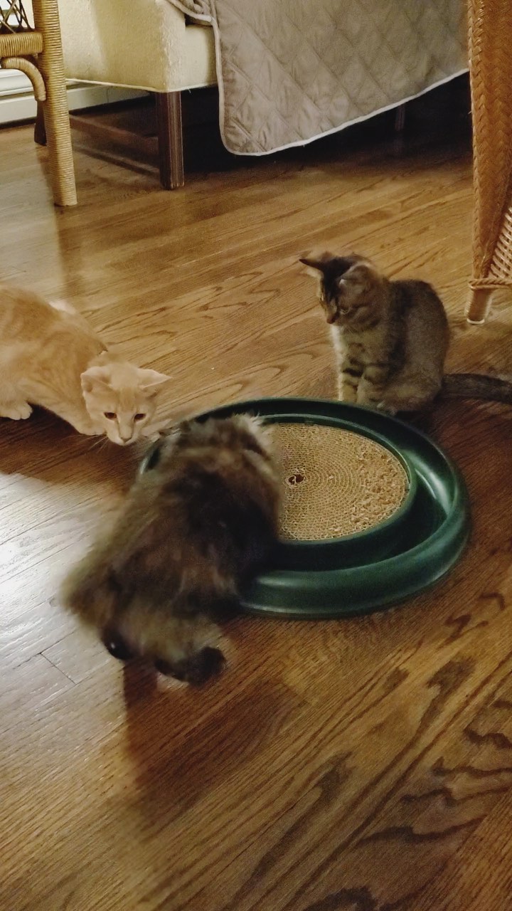 Legend, Kitlyn, and Patriot enjoying the turboscratcher.  Available forAdoption <a target='_blank' href='https://www.instagram.com/explore/tags/taillesscatrescue/'>#taillesscatrescue</a> <a target='_blank' href='https://www.instagram.com/explore/tags/adoptdontshop/'>#adoptdontshop</a> <a target='_blank' href='https://www.instagram.com/explore/tags/manxkitten/'>#manxkitten</a> <a target='_blank' href='https://www.instagram.com/explore/tags/bobtailkitten/'>#bobtailkitten</a> <a target='_blank' href='https://www.instagram.com/explore/tags/northcarolina/'>#northcarolina</a> <a target='_blank' href='https://www.instagram.com/explore/tags/kittensofinstagram/'>#kittensofinstagram</a>