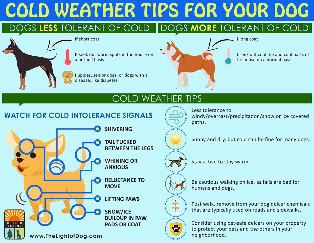 What a chilly morning! 

As the weather becomes colder, here are tips for keeping your pup(s) healthy and warm🐶🌡