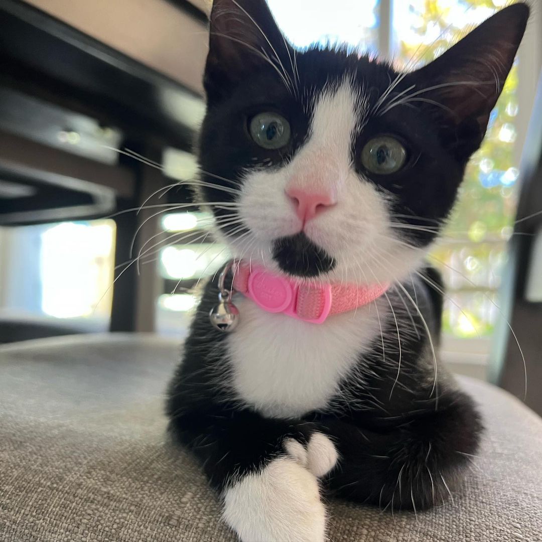 How can it be that we still have this perfect little polydactyl cutie?!?! Kiki is the total package!! Sweet, funny, fun, loving, confident and the cutest extra tosies ever!! 
Her and her brothers, Axel and Cinco would make the perfect addition to your home. She’s ready to enrich your life with unconditional love. ❤️
DM for an adoption questionnaire..
.
.
.
.
,
,
,
.
.
<a target='_blank' href='https://www.instagram.com/explore/tags/polydactylcat/'>#polydactylcat</a><a target='_blank' href='https://www.instagram.com/explore/tags/polykitty/'>#polykitty</a><a target='_blank' href='https://www.instagram.com/explore/tags/polydactylcatsofinstagram/'>#polydactylcatsofinstagram</a><a target='_blank' href='https://www.instagram.com/explore/tags/polydactylkitten/'>#polydactylkitten</a><a target='_blank' href='https://www.instagram.com/explore/tags/mookitten/'>#mookitten</a><a target='_blank' href='https://www.instagram.com/explore/tags/mookitty/'>#mookitty</a><a target='_blank' href='https://www.instagram.com/explore/tags/catlovers/'>#catlovers</a><a target='_blank' href='https://www.instagram.com/explore/tags/cutiepie/'>#cutiepie</a><a target='_blank' href='https://www.instagram.com/explore/tags/catadoptions/'>#catadoptions</a><a target='_blank' href='https://www.instagram.com/explore/tags/newportbeach/'>#newportbeach</a><a target='_blank' href='https://www.instagram.com/explore/tags/tuxedocats/'>#tuxedocats</a><a target='_blank' href='https://www.instagram.com/explore/tags/jellybeans/'>#jellybeans</a><a target='_blank' href='https://www.instagram.com/explore/tags/toebeans/'>#toebeans</a>🐾 <a target='_blank' href='https://www.instagram.com/explore/tags/prettytoes/'>#prettytoes</a><a target='_blank' href='https://www.instagram.com/explore/tags/fostercats/'>#fostercats</a><a target='_blank' href='https://www.instagram.com/explore/tags/fosterkitties/'>#fosterkitties</a><a target='_blank' href='https://www.instagram.com/explore/tags/kittens/'>#kittens</a><a target='_blank' href='https://www.instagram.com/explore/tags/meowdel/'>#meowdel</a><a target='_blank' href='https://www.instagram.com/explore/tags/instapurr/'>#instapurr</a>