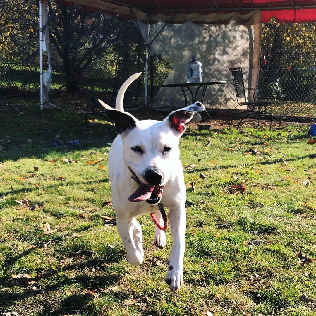 Flying into the weekend!! Check out this happy adoptable Snoopy girl 🥰☀️ <a target='_blank' href='https://www.instagram.com/explore/tags/adoptme/'>#adoptme</a> <a target='_blank' href='https://www.instagram.com/explore/tags/snoopythedog/'>#snoopythedog</a> <a target='_blank' href='https://www.instagram.com/explore/tags/newhavenanimalshelter/'>#newhavenanimalshelter</a> <a target='_blank' href='https://www.instagram.com/explore/tags/thattonguethough/'>#thattonguethough</a> <a target='_blank' href='https://www.instagram.com/explore/tags/thoseears/'>#thoseears</a>