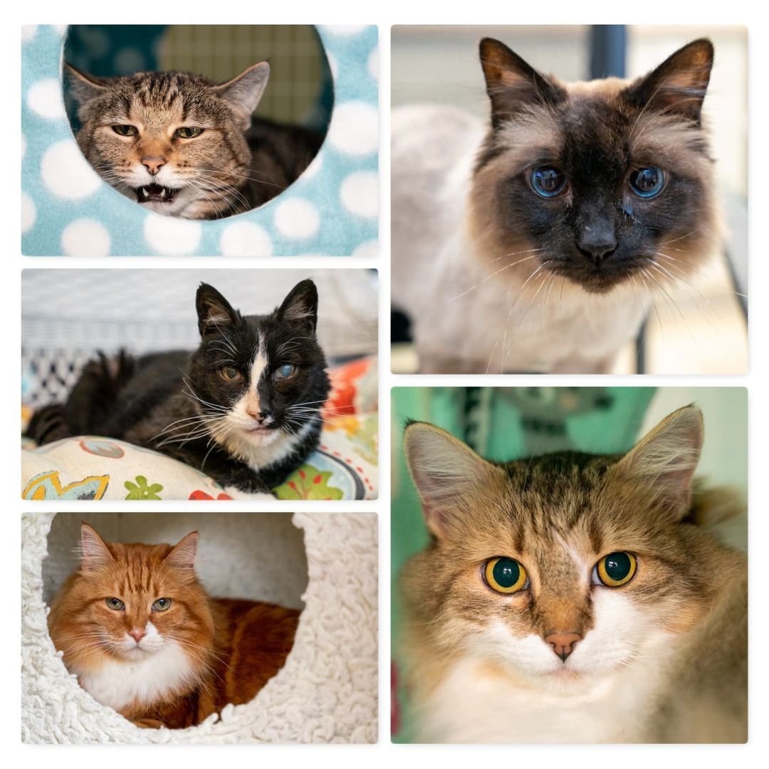 November is Adopt a Senior Pet month, although (of course) at The Whole Cat and Kaboodle, we celebrate seniors all the time!  Here are some of our favorite seniors whom we had the pleasure of adopting out in 2021 so far. ⁣
⁣
Did you adopt a senior kitty from us? We love updates! ⁣
⁣
<a target='_blank' href='https://www.instagram.com/explore/tags/PNWcat/'>#PNWcat</a> <a target='_blank' href='https://www.instagram.com/explore/tags/adoptdontshop/'>#adoptdontshop</a> <a target='_blank' href='https://www.instagram.com/explore/tags/catsofinstagram/'>#catsofinstagram</a> <a target='_blank' href='https://www.instagram.com/explore/tags/catsofig/'>#catsofig</a> <a target='_blank' href='https://www.instagram.com/explore/tags/instacat/'>#instacat</a> <a target='_blank' href='https://www.instagram.com/explore/tags/seattlecatsofinstagram/'>#seattlecatsofinstagram</a> <a target='_blank' href='https://www.instagram.com/explore/tags/redmondcatsofinstagram/'>#redmondcatsofinstagram</a> <a target='_blank' href='https://www.instagram.com/explore/tags/gato/'>#gato</a> <a target='_blank' href='https://www.instagram.com/explore/tags/neko/'>#neko</a> <a target='_blank' href='https://www.instagram.com/explore/tags/chat/'>#chat</a> <a target='_blank' href='https://www.instagram.com/explore/tags/kedi/'>#kedi</a> <a target='_blank' href='https://www.instagram.com/explore/tags/cat/'>#cat</a> <a target='_blank' href='https://www.instagram.com/explore/tags/rescuedismyfavoritebreed/'>#rescuedismyfavoritebreed</a> <a target='_blank' href='https://www.instagram.com/explore/tags/instacats/'>#instacats</a> <a target='_blank' href='https://www.instagram.com/explore/tags/meow/'>#meow</a> <a target='_blank' href='https://www.instagram.com/explore/tags/kitty/'>#kitty</a> <a target='_blank' href='https://www.instagram.com/explore/tags/kittycat/'>#kittycat</a> <a target='_blank' href='https://www.instagram.com/explore/tags/instapet/'>#instapet</a> <a target='_blank' href='https://www.instagram.com/explore/tags/instakitty/'>#instakitty</a> <a target='_blank' href='https://www.instagram.com/explore/tags/cutecat/'>#cutecat</a> <a target='_blank' href='https://www.instagram.com/explore/tags/cutecats/'>#cutecats</a> <a target='_blank' href='https://www.instagram.com/explore/tags/cats/'>#cats</a> <a target='_blank' href='https://www.instagram.com/explore/tags/catstagram/'>#catstagram</a>  <a target='_blank' href='https://www.instagram.com/explore/tags/supportsmallbusiness/'>#supportsmallbusiness</a> <a target='_blank' href='https://www.instagram.com/explore/tags/smallbusiness/'>#smallbusiness</a> <a target='_blank' href='https://www.instagram.com/explore/tags/catcafe/'>#catcafe</a> <a target='_blank' href='https://www.instagram.com/explore/tags/seniorpetmonth/'>#seniorpetmonth</a> <a target='_blank' href='https://www.instagram.com/explore/tags/seniorcat/'>#seniorcat</a> <a target='_blank' href='https://www.instagram.com/explore/tags/seniorcats/'>#seniorcats</a> <a target='_blank' href='https://www.instagram.com/explore/tags/adoptaseniorpetmonth/'>#adoptaseniorpetmonth</a>