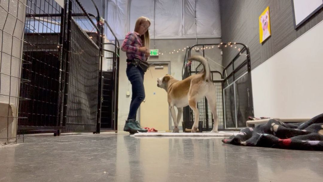 Butterbean has recently learned to lie down on a mat. Here, we’re starting to add the “On Your Mat” cue during one of his training sessions.

<a target='_blank' href='https://www.instagram.com/explore/tags/positivereinforcementtraining/'>#positivereinforcementtraining</a> <a target='_blank' href='https://www.instagram.com/explore/tags/positivereinforcement/'>#positivereinforcement</a> <a target='_blank' href='https://www.instagram.com/explore/tags/fearfree/'>#fearfree</a> <a target='_blank' href='https://www.instagram.com/explore/tags/fearfreeshelters/'>#fearfreeshelters</a> <a target='_blank' href='https://www.instagram.com/explore/tags/dogtraining/'>#dogtraining</a> <a target='_blank' href='https://www.instagram.com/explore/tags/treats/'>#treats</a> <a target='_blank' href='https://www.instagram.com/explore/tags/dog/'>#dog</a> <a target='_blank' href='https://www.instagram.com/explore/tags/rescuedog/'>#rescuedog</a> <a target='_blank' href='https://www.instagram.com/explore/tags/shelterdog/'>#shelterdog</a> <a target='_blank' href='https://www.instagram.com/explore/tags/shelterdogsofinstagram/'>#shelterdogsofinstagram</a> <a target='_blank' href='https://www.instagram.com/explore/tags/whosagoodboy/'>#whosagoodboy</a> <a target='_blank' href='https://www.instagram.com/explore/tags/adoptabledog/'>#adoptabledog</a> <a target='_blank' href='https://www.instagram.com/explore/tags/adoptdontshop/'>#adoptdontshop</a> <a target='_blank' href='https://www.instagram.com/explore/tags/adopt/'>#adopt</a> <a target='_blank' href='https://www.instagram.com/explore/tags/volunteer/'>#volunteer</a> <a target='_blank' href='https://www.instagram.com/explore/tags/idaho/'>#idaho</a> <a target='_blank' href='https://www.instagram.com/explore/tags/meridianidaho/'>#meridianidaho</a>