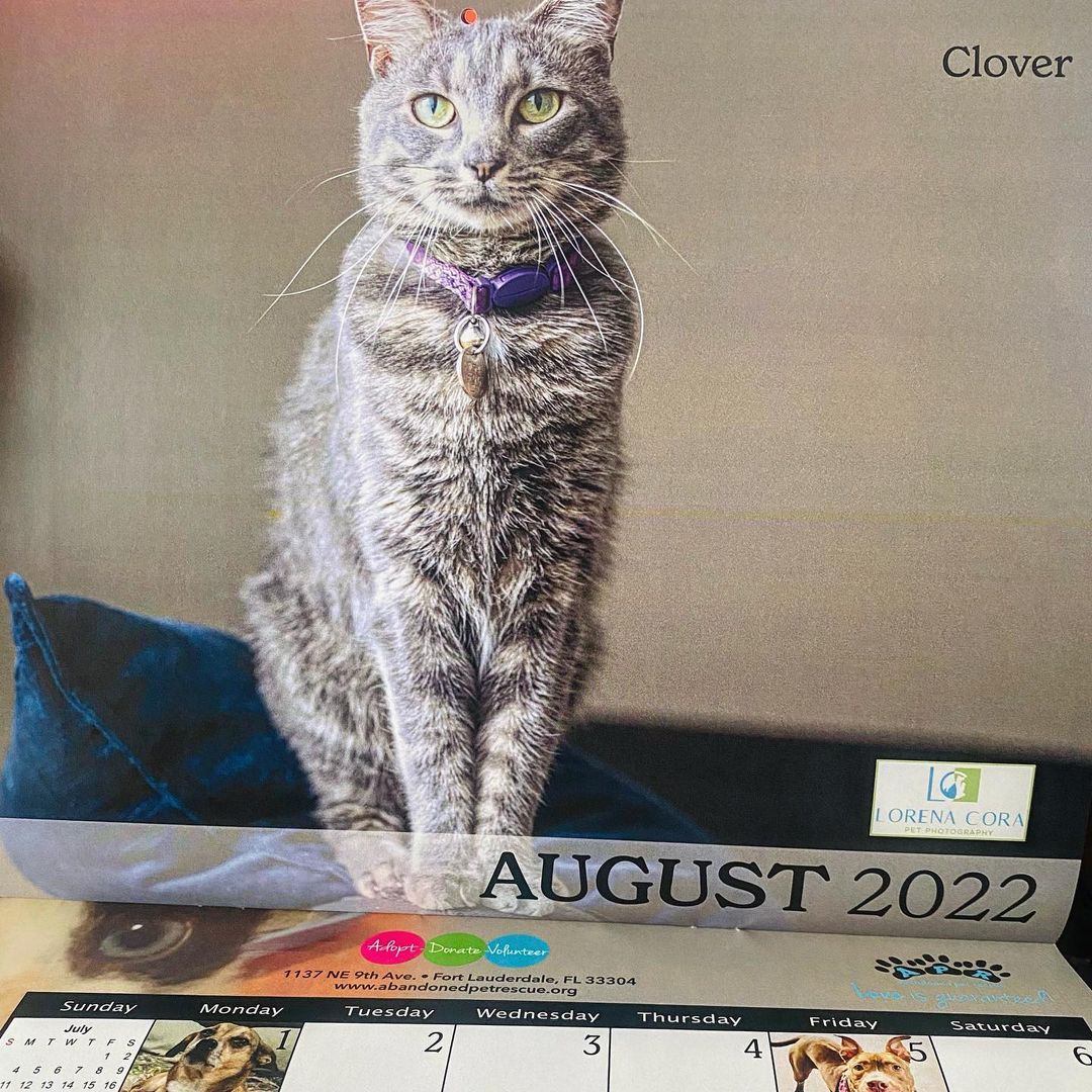 {swipe} Hot off the press!! 🎉APR’s 2022 Calendar is out & full of adorable pets like Mr. Melvin who was recently adopted. 🥰Thank you to @lorena_corapetphotography for capturing the beautiful monthly cover photos and our handsome Hurricane on the front!!😍 Thank you Larry Wallenstein of Remax Consultants Reality for funding the printing. 📅 Calendars can be purchased for $10 at APR every day 12-5pm or through PayPal for $13 to be mailed to you (link in bio linktree).🐶😻 Proceeds benefit Abandoned Pet Rescue❤️
•
<a target='_blank' href='https://www.instagram.com/explore/tags/2022calendar/'>#2022calendar</a> <a target='_blank' href='https://www.instagram.com/explore/tags/abandonedpetrescue/'>#abandonedpetrescue</a> <a target='_blank' href='https://www.instagram.com/explore/tags/loveisguaranteed/'>#loveisguaranteed</a> <a target='_blank' href='https://www.instagram.com/explore/tags/animalrescue/'>#animalrescue</a> <a target='_blank' href='https://www.instagram.com/explore/tags/nokillshelter/'>#nokillshelter</a> <a target='_blank' href='https://www.instagram.com/explore/tags/adopt/'>#adopt</a>