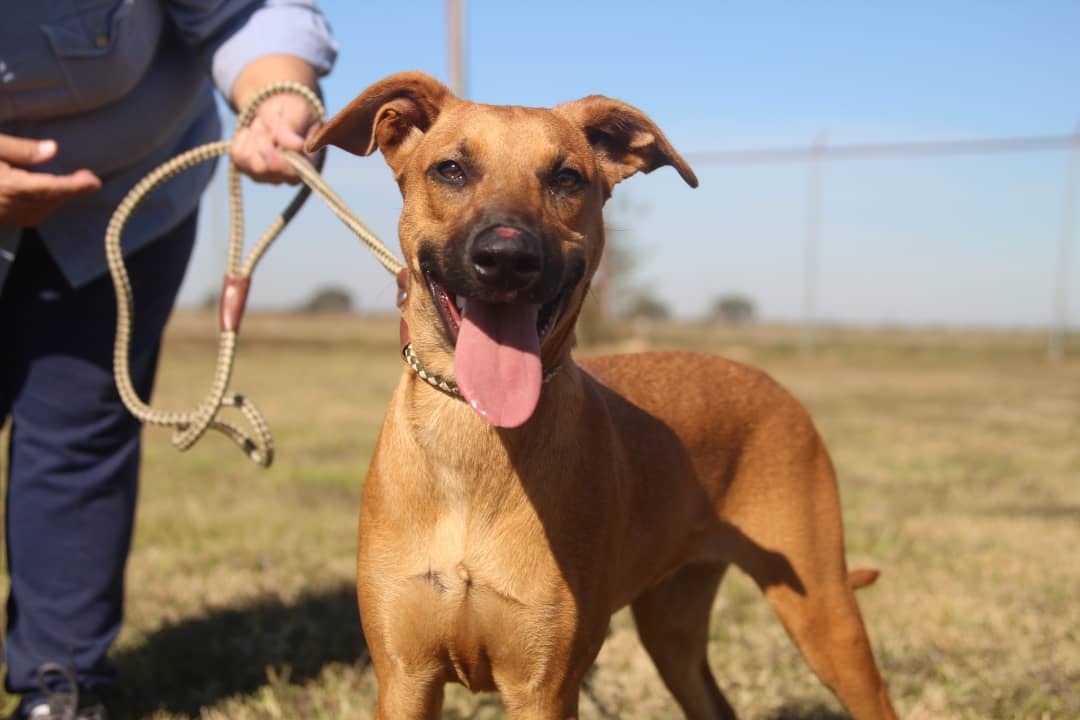 We want to thank @konnerallophotography for sharing her time and talents at the Vermilion Parish Shelter yesterday! These animals need all the publicity they can get to be seen and saved. We love working with local photographers, especially when the pictures are as beautiful as these 😍 📸 Give her a follow to help us show our thanks ❤️🐾