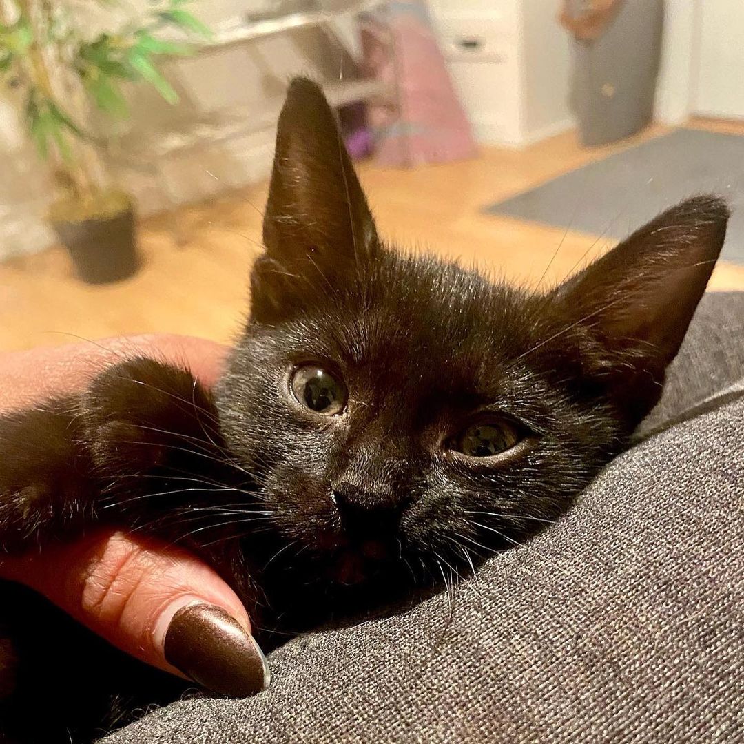 Sweet little Hades!! 
Hades and his siblings were rescued when a kind person found them in a box under his truck. Another kind person got involved and was able to reach our rescue and secured a foster- where they have been growing and loving on their foster humans. 
Hades is the smallest of the litter but also the spunkiest!!! This little guy is ALL play energy! He loves to run around chasing his siblings, wrestling and acting bigger than he is. 
As soon as playtime is over and he’s all tuckered out- Hades is all about the cuddles! He loves people; purring immediately when he's petted and loves being cuddled with. He’s a ball of energy and a HUGE lover!! 
Hades is hoping to be adopted with one of his siblings (please see Persephone, Calypso and Hestia) and/or MUST be adopted into a home with a kitten friendly pet. 
Hades is up to date on shots, negative for FIV/FELV, microchipped and will be neutered at the appropriate age. 
His DOB is 9/8.
DM for an adoption questionnaire! 
.
.
.
.
.
.
.
.
.
<a target='_blank' href='https://www.instagram.com/explore/tags/blackkitties/'>#blackkitties</a><a target='_blank' href='https://www.instagram.com/explore/tags/blackkittens/'>#blackkittens</a><a target='_blank' href='https://www.instagram.com/explore/tags/meowmonday/'>#meowmonday</a><a target='_blank' href='https://www.instagram.com/explore/tags/meowdel/'>#meowdel</a><a target='_blank' href='https://www.instagram.com/explore/tags/mondayvibes/'>#mondayvibes</a><a target='_blank' href='https://www.instagram.com/explore/tags/minipanther/'>#minipanther</a><a target='_blank' href='https://www.instagram.com/explore/tags/blackcatsofig/'>#blackcatsofig</a><a target='_blank' href='https://www.instagram.com/explore/tags/blackcatsofinstagram/'>#blackcatsofinstagram</a><a target='_blank' href='https://www.instagram.com/explore/tags/kittybutt/'>#kittybutt</a><a target='_blank' href='https://www.instagram.com/explore/tags/catlife/'>#catlife</a><a target='_blank' href='https://www.instagram.com/explore/tags/ittakesavillage/'>#ittakesavillage</a><a target='_blank' href='https://www.instagram.com/explore/tags/fostering/'>#fostering</a><a target='_blank' href='https://www.instagram.com/explore/tags/catstagram/'>#catstagram</a><a target='_blank' href='https://www.instagram.com/explore/tags/blackkittensofinstagram/'>#blackkittensofinstagram</a><a target='_blank' href='https://www.instagram.com/explore/tags/adoptdontshop/'>#adoptdontshop</a>