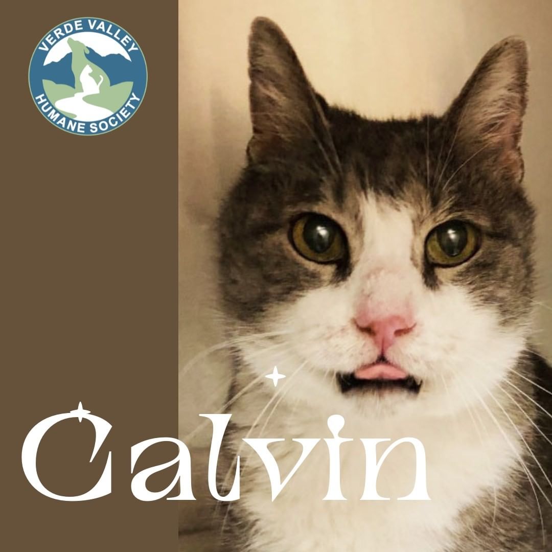 ICYMI -  CALVIN'S A VERY LUCKY KITTY!
 
Calvin was brought to us by a Good Samaritan who had found him lost and all alone.  It was apparent right away that Calvin wasn't feeling well and as it turned out, Calvin had stomatitis - an extreme inflammation of the gums and mouth caused by the body's unexplained and overzealous reaction of the immune system to plaque accumulation on the teeth.

It's not uncommon in cats and dental experts have long recommended removal of all or a majority of the teeth as the most successful way to manage the disease. Cats that have their teeth removed feel better and are finally free from pain. They are able to eat again and live longer healthier lives - some even preferring dry cat food over canned. 

A full mouth dental extraction isn't a simple procedure and it can be very costly, but a lovely couple that wishes to remain anonymous made a donation to cover Calvin's entire surgery. Thanks to them, he is already feeling better and once he's fully recovered, will be available for adoption. 

Calvin's story isn't unusual. Almost every day we see a dog or cat in need - sometimes all they need is food and shelter, but often they need more. That's where you come in. Just like this couple did for Calvin, your generosity allows us to go the extra mile for dogs and cats in need - from teeth removal to hip repairs to specialized surgeries - your donations make our work possible. Mark your calendars now for Giving Tuesday, November 30th! <a target='_blank' href='https://www.instagram.com/explore/tags/GivingTuesday/'>#GivingTuesday</a> <a target='_blank' href='https://www.instagram.com/explore/tags/Charity/'>#Charity</a> <a target='_blank' href='https://www.instagram.com/explore/tags/VVHSCares/'>#VVHSCares</a> <a target='_blank' href='https://www.instagram.com/explore/tags/cat/'>#cat</a> <a target='_blank' href='https://www.instagram.com/explore/tags/catsofinstagram/'>#catsofinstagram</a> <a target='_blank' href='https://www.instagram.com/explore/tags/animalrescue/'>#animalrescue</a> <a target='_blank' href='https://www.instagram.com/explore/tags/shelter/'>#shelter</a> <a target='_blank' href='https://www.instagram.com/explore/tags/VerdeValley/'>#VerdeValley</a> <a target='_blank' href='https://www.instagram.com/explore/tags/Cottonwood/'>#Cottonwood</a> <a target='_blank' href='https://www.instagram.com/explore/tags/Donate/'>#Donate</a>