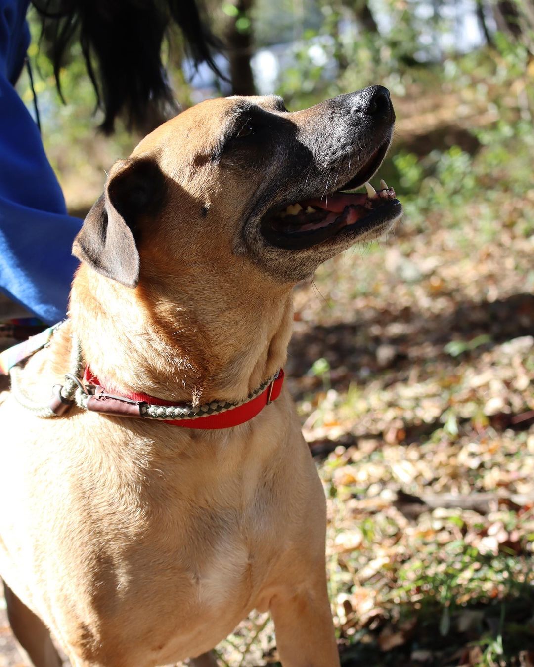 Frank, you’re too good of a boy to be here 💙

This 7 year old lab/shepherd mix king just wants to rule one thing and one thing only…. all of your love 👑

Frank still has a moderate energy level, making him equally game for a day on the couch or a nice long walk at the park 🛋🚶🏞

Please give this Marmaduke lookalike something to be thankful for this week and stop by the shelter from 12-6 today!

Learn more at pethelpers.org 💙

.
.
.
.
.

<a target='_blank' href='https://www.instagram.com/explore/tags/marmaduke/'>#marmaduke</a> <a target='_blank' href='https://www.instagram.com/explore/tags/adopt/'>#adopt</a> <a target='_blank' href='https://www.instagram.com/explore/tags/labmix/'>#labmix</a> <a target='_blank' href='https://www.instagram.com/explore/tags/lab/'>#lab</a> <a target='_blank' href='https://www.instagram.com/explore/tags/shepherd/'>#shepherd</a> <a target='_blank' href='https://www.instagram.com/explore/tags/shepherdmix/'>#shepherdmix</a> <a target='_blank' href='https://www.instagram.com/explore/tags/seniordog/'>#seniordog</a> <a target='_blank' href='https://www.instagram.com/explore/tags/adoptdontshop/'>#adoptdontshop</a> <a target='_blank' href='https://www.instagram.com/explore/tags/adopt/'>#adopt</a> <a target='_blank' href='https://www.instagram.com/explore/tags/rescue/'>#rescue</a> <a target='_blank' href='https://www.instagram.com/explore/tags/rescuedogsofinstagram/'>#rescuedogsofinstagram</a> <a target='_blank' href='https://www.instagram.com/explore/tags/rescuedismyfavoritebreed/'>#rescuedismyfavoritebreed</a> <a target='_blank' href='https://www.instagram.com/explore/tags/rescuesofinstagram/'>#rescuesofinstagram</a> <a target='_blank' href='https://www.instagram.com/explore/tags/shelter/'>#shelter</a> <a target='_blank' href='https://www.instagram.com/explore/tags/shelterdogsofinstagram/'>#shelterdogsofinstagram</a> <a target='_blank' href='https://www.instagram.com/explore/tags/shelterdog/'>#shelterdog</a> <a target='_blank' href='https://www.instagram.com/explore/tags/shelterdogs/'>#shelterdogs</a> <a target='_blank' href='https://www.instagram.com/explore/tags/sc/'>#sc</a> <a target='_blank' href='https://www.instagram.com/explore/tags/southcarolina/'>#southcarolina</a> <a target='_blank' href='https://www.instagram.com/explore/tags/lowcountry/'>#lowcountry</a> <a target='_blank' href='https://www.instagram.com/explore/tags/charleston/'>#charleston</a>