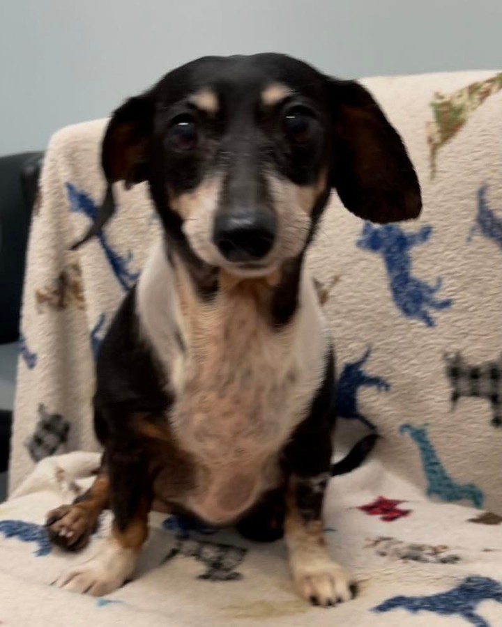 💖💖💖Katie💖💖💖

Meet Katie! She is a 10 year old 12 pound sweet girl. 

Katie is well behaved and friendly. She’s a little on the shy side, but is good with other dogs and all people. 

If you would like to adopt Katie, please go to www.dachshundrescuesouthflorida.com and submit an application. Katie needs donations for her initial vetting costs of $225 and her new start kit of $50 (bed, blanket, harness, leash and first month's preventative medication). You can donate by typing <a target='_blank' href='https://www.instagram.com/explore/tags/donate/'>#donate</a> and a dollar amount below or by clicking the donation button on the above website.

<a target='_blank' href='https://www.instagram.com/explore/tags/dachsundsofinstagram/'>#dachsundsofinstagram</a> <a target='_blank' href='https://www.instagram.com/explore/tags/dachshundlife/'>#dachshundlife</a> <a target='_blank' href='https://www.instagram.com/explore/tags/rescuedogsofinstagram/'>#rescuedogsofinstagram</a> <a target='_blank' href='https://www.instagram.com/explore/tags/doxielover/'>#doxielover</a> <a target='_blank' href='https://www.instagram.com/explore/tags/dachshundoftheday/'>#dachshundoftheday</a> <a target='_blank' href='https://www.instagram.com/explore/tags/rescuedog/'>#rescuedog</a> <a target='_blank' href='https://www.instagram.com/explore/tags/dachshund/'>#dachshund</a> <a target='_blank' href='https://www.instagram.com/explore/tags/dachshundsofinstagram/'>#dachshundsofinstagram</a> <a target='_blank' href='https://www.instagram.com/explore/tags/dachshundlove/'>#dachshundlove</a> <a target='_blank' href='https://www.instagram.com/explore/tags/doxielife/'>#doxielife</a> <a target='_blank' href='https://www.instagram.com/explore/tags/adoptdontshop/'>#adoptdontshop</a> <a target='_blank' href='https://www.instagram.com/explore/tags/dachshunds/'>#dachshunds</a>