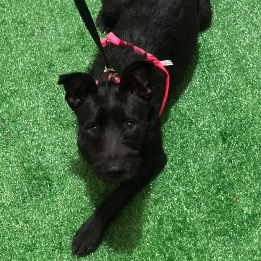 AVAILABLE FOR ADOPTION 
<a target='_blank' href='https://www.instagram.com/explore/tags/AdoptAFriend/'>#AdoptAFriend</a>
MEET DANY

DANY is approx 9 to 10 months, and weighs around 23 lbs
Dina  gets along well with other dogs. She is very affectionate and  friendly and very playful a little shy at first but  nothing that cannot be resolved with patience. 

Dany along with her sister
were surrendered by their owner who had terminal cancer and could no longer care for them and wanted to just throw them away.  When they  Arrived to rescuer Consuelo she was shocked to see the terrible condition these puppies were in. They were literally being eaten alive by ticks and fleas.

Today both Dany and her sibling are fully vaccinated,  and spayed.  They are ready to find their forever homes together or separately, so we suggest a family with a patio and another puppy to play with.

If you would like to fill out an application For Dany visit our website(Link in Bio)

<a target='_blank' href='https://www.instagram.com/explore/tags/fhstj/'>#fhstj</a><a target='_blank' href='https://www.instagram.com/explore/tags/adoptadogsandiego/'>#adoptadogsandiego</a><a target='_blank' href='https://www.instagram.com/explore/tags/adoptdontshop/'>#adoptdontshop</a><a target='_blank' href='https://www.instagram.com/explore/tags/dog/'>#dog</a><a target='_blank' href='https://www.instagram.com/explore/tags/puppy/'>#puppy</a><a target='_blank' href='https://www.instagram.com/explore/tags/sandiego/'>#sandiego</a><a target='_blank' href='https://www.instagram.com/explore/tags/smalldogs/'>#smalldogs</a><a target='_blank' href='https://www.instagram.com/explore/tags/mansbestfriend/'>#mansbestfriend</a><a target='_blank' href='https://www.instagram.com/explore/tags/petadoption/'>#petadoption</a><a target='_blank' href='https://www.instagram.com/explore/tags/petadoptionevent/'>#petadoptionevent</a><a target='_blank' href='https://www.instagram.com/explore/tags/dogsofsandiego/'>#dogsofsandiego</a><a target='_blank' href='https://www.instagram.com/explore/tags/adoptafriend/'>#adoptafriend</a><a target='_blank' href='https://www.instagram.com/explore/tags/petco/'>#petco</a><a target='_blank' href='https://www.instagram.com/explore/tags/AdoptAFriend/'>#AdoptAFriend</a><a target='_blank' href='https://www.instagram.com/explore/tags/adoptapuppy/'>#adoptapuppy</a><a target='_blank' href='https://www.instagram.com/explore/tags/sandiegoevents/'>#sandiegoevents</a><a target='_blank' href='https://www.instagram.com/explore/tags/SanDiego/'>#SanDiego</a><a target='_blank' href='https://www.instagram.com/explore/tags/adoptanocompres/'>#adoptanocompres</a><a target='_blank' href='https://www.instagram.com/explore/tags/perrito/'>#perrito</a><a target='_blank' href='https://www.instagram.com/explore/tags/perro/'>#perro</a><a target='_blank' href='https://www.instagram.com/explore/tags/amigofiel/'>#amigofiel</a><a target='_blank' href='https://www.instagram.com/explore/tags/petcounleashed/'>#petcounleashed</a>