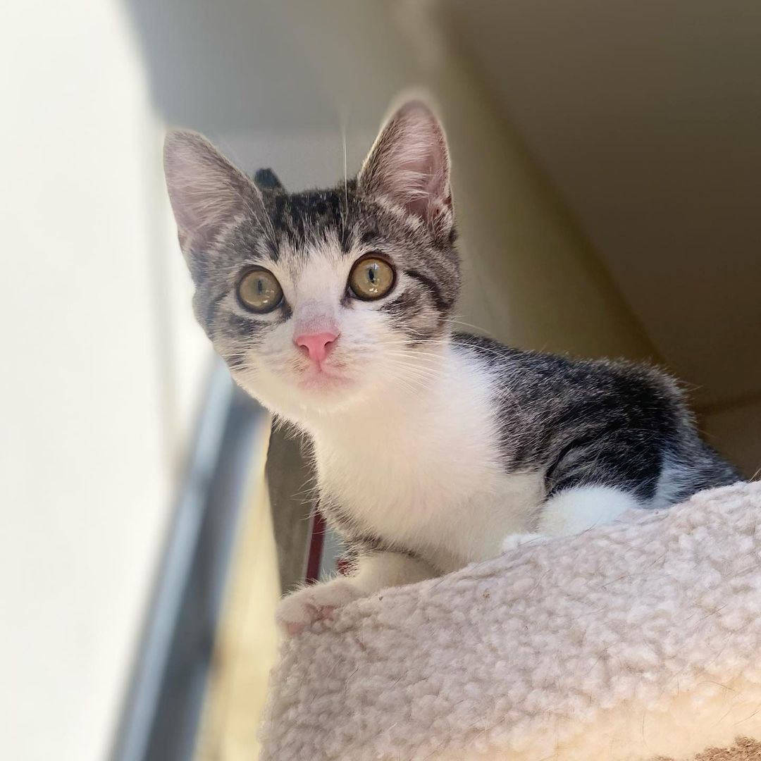 Hello- from Melody! 
Melody got her name because of her cute meow. She is a bundle on energy, moving and playing with her siblings or climbing all over her people. She is friendly with everyone and is a very social kitten. She has been raised with kids, cats and dogs and would be a great addition to your family. ❤️ She really is the perfect little cat and we know you will love her as much as we do! 
All of her siblings have been adopted and now it’s her turn!!
She is UTD on vax, combo tested and will be spayed when she’s a little older. 
We are looking for a home for Miss Melody that has another kitty or cat friendly dog for her to play and interact with.
DM for an adoption questionnaire!
.

.
.

.
.
.
.
.
.
.
<a target='_blank' href='https://www.instagram.com/explore/tags/tabbykitten/'>#tabbykitten</a><a target='_blank' href='https://www.instagram.com/explore/tags/turkishvanmix/'>#turkishvanmix</a><a target='_blank' href='https://www.instagram.com/explore/tags/kittyboo/'>#kittyboo</a><a target='_blank' href='https://www.instagram.com/explore/tags/kittensdaily/'>#kittensdaily</a><a target='_blank' href='https://www.instagram.com/explore/tags/fosteringsaveslives/'>#fosteringsaveslives</a><a target='_blank' href='https://www.instagram.com/explore/tags/catfoster/'>#catfoster</a><a target='_blank' href='https://www.instagram.com/explore/tags/fostercat/'>#fostercat</a><a target='_blank' href='https://www.instagram.com/explore/tags/fosterkitten/'>#fosterkitten</a><a target='_blank' href='https://www.instagram.com/explore/tags/catrescue/'>#catrescue</a><a target='_blank' href='https://www.instagram.com/explore/tags/scv/'>#scv</a><a target='_blank' href='https://www.instagram.com/explore/tags/santaclaritavalley/'>#santaclaritavalley</a><a target='_blank' href='https://www.instagram.com/explore/tags/adoptacat/'>#adoptacat</a><a target='_blank' href='https://www.instagram.com/explore/tags/kittycatsofinstagram/'>#kittycatsofinstagram</a><a target='_blank' href='https://www.instagram.com/explore/tags/catlovers/'>#catlovers</a><a target='_blank' href='https://www.instagram.com/explore/tags/catsrule/'>#catsrule</a>