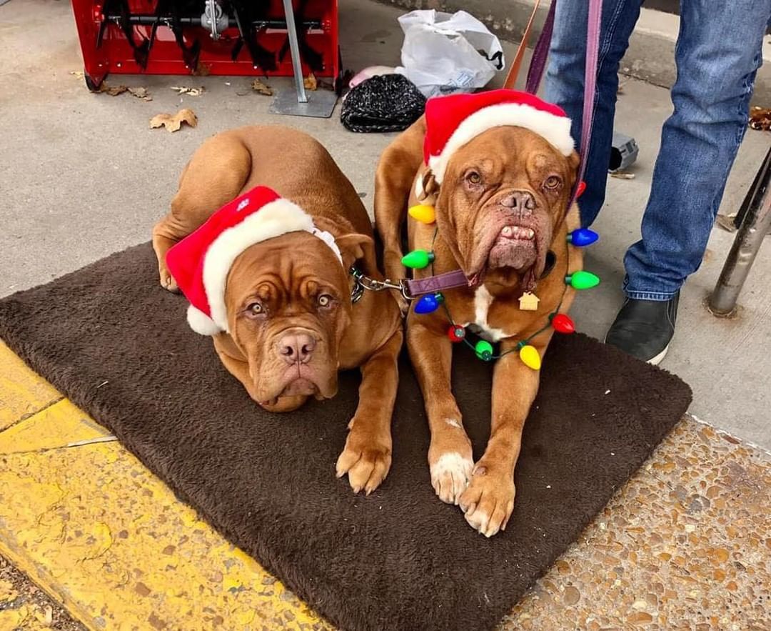 Oliver, Dogue de Bordeaux Rescue alum (right) helping collect donations for the Salvation Army.