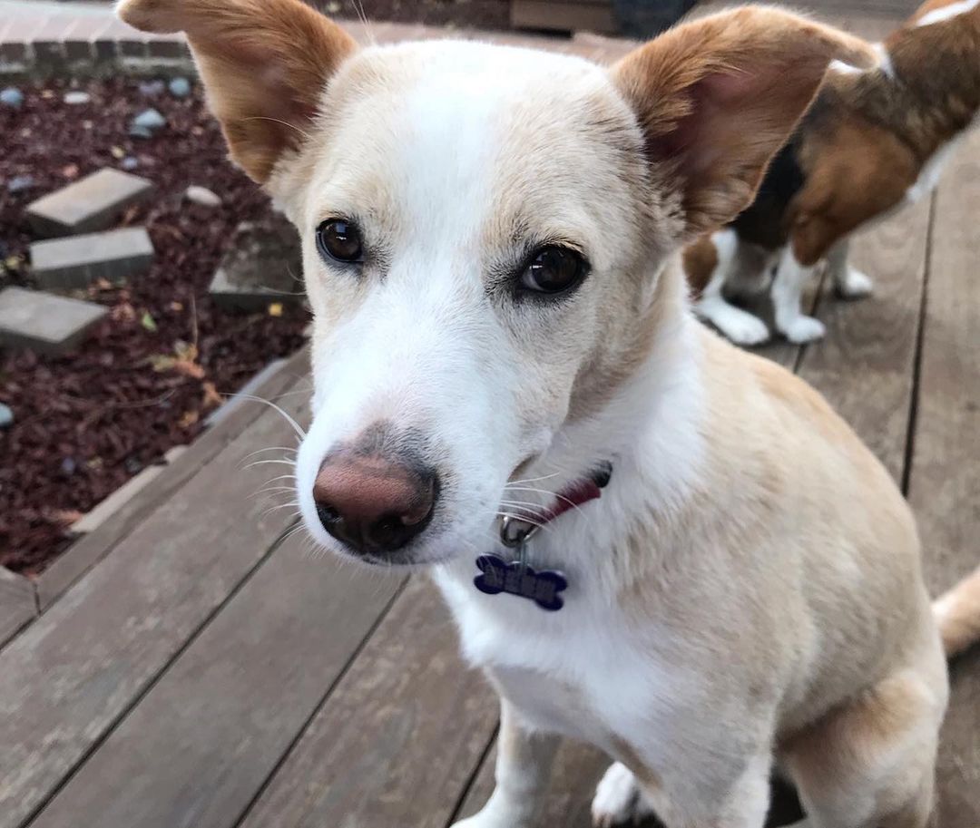 All of the pups you see here are hanging out at @petfoodexpress in Palo Alto today from 12-3pm for our biweekly M&G event! Come on down to give them some pets and maybe fall in love with your new fur-baby! <a target='_blank' href='https://www.instagram.com/explore/tags/adoptdontshop/'>#adoptdontshop</a> <a target='_blank' href='https://www.instagram.com/explore/tags/homesfortheholidays/'>#homesfortheholidays</a> <a target='_blank' href='https://www.instagram.com/explore/tags/rescuedogs/'>#rescuedogs</a> <a target='_blank' href='https://www.instagram.com/explore/tags/rescuedismyfavoritebreed/'>#rescuedismyfavoritebreed</a> <a target='_blank' href='https://www.instagram.com/explore/tags/puppylove/'>#puppylove</a> <a target='_blank' href='https://www.instagram.com/explore/tags/rescuemutts/'>#rescuemutts</a> <a target='_blank' href='https://www.instagram.com/explore/tags/adoptionislove/'>#adoptionislove</a> 🐾❤️