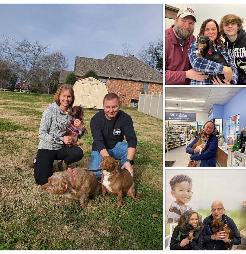 WOW, it was a busy weekend for us at TDR. 🤗 We had a great time at Petsense! We want to say ✨thank you✨ to everyone that came out to see us, and bought a shirt or 2! 🙃There are just a few shirts left, you can purchase one on our website: www.tndachshundrescue.com/tdr-merchandise

It was great seeing are past dogs, too! We will have another event in January so our volunteers can enjoy the holidays with their families.♥️

Congrats to Dexter & Dollie, Skittles, Sarah Beth, and Roxy! 
.
.
.
<a target='_blank' href='https://www.instagram.com/explore/tags/rescuedachshund/'>#rescuedachshund</a> <a target='_blank' href='https://www.instagram.com/explore/tags/adoptdontshop/'>#adoptdontshop</a> <a target='_blank' href='https://www.instagram.com/explore/tags/rescuedogsofinstagram/'>#rescuedogsofinstagram</a> <a target='_blank' href='https://www.instagram.com/explore/tags/rescuedogs/'>#rescuedogs</a> <a target='_blank' href='https://www.instagram.com/explore/tags/greatday/'>#greatday</a> <a target='_blank' href='https://www.instagram.com/explore/tags/gotchaday/'>#gotchaday</a> <a target='_blank' href='https://www.instagram.com/explore/tags/congrats/'>#congrats</a> <a target='_blank' href='https://www.instagram.com/explore/tags/adoption/'>#adoption</a> <a target='_blank' href='https://www.instagram.com/explore/tags/dachshund/'>#dachshund</a> <a target='_blank' href='https://www.instagram.com/explore/tags/dacshundsofinstagram/'>#dacshundsofinstagram</a> <a target='_blank' href='https://www.instagram.com/explore/tags/tennessee/'>#tennessee</a>