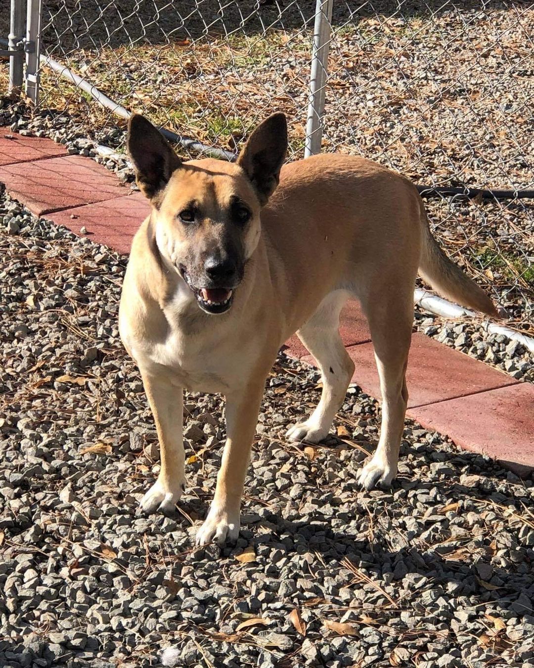 Hailey is just so pretty 😍

💕
Get your applications in!
https://www.causendogrescue.org/adoption-application.html 
🐾
💕
🐾
We only do meet and greets for approved applications.

Adoption fee is $250.

All dogs will be Up-to-date on Shots, worming, Spayed/Neutered and Microchipped.  We will also do random, periodic vet checks to ensure all dogs adopted from us continue to have the best care.  We will check for any follow up visits needed and that they are on a monthly Heartworm Prevention.

If you rent or own a home, we prefer you to have a fenced in yard. 

Apartment living is also ok but prefer a fenced in area if close to the road.
All adults in the home will need to know they are getting a dog and will need to sign the adoption agreement.
We do not adopt to college students with multiple roommates. 
Military will need to provide a backup plan.
We require all pets in the home to be spay and/or neutered. Because too many dogs are being killed, due to there not being enough homes per dog in need. Only the lucky ones end up here.