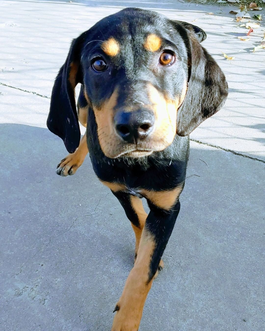 Woo Doggie! Look at what we have here! Just the cutest coonhound lab mix puppies that's what! And who can resist those cute puppy faces? We sure can't. These guys and gals would love to be your furr-ever dog ❤. 

Their adoption is $60 and includes everything we have to offer! <a target='_blank' href='https://www.instagram.com/explore/tags/takemehometonight/'>#takemehometonight</a> <a target='_blank' href='https://www.instagram.com/explore/tags/idontwannabealonetonight/'>#idontwannabealonetonight</a> <a target='_blank' href='https://www.instagram.com/explore/tags/adoptme/'>#adoptme</a> <a target='_blank' href='https://www.instagram.com/explore/tags/coonhoundpuppies/'>#coonhoundpuppies</a>! <a target='_blank' href='https://www.instagram.com/explore/tags/loveussomepuppies/'>#loveussomepuppies</a> <a target='_blank' href='https://www.instagram.com/explore/tags/naawa/'>#naawa</a> <a target='_blank' href='https://www.instagram.com/explore/tags/trinidadco/'>#trinidadco</a>