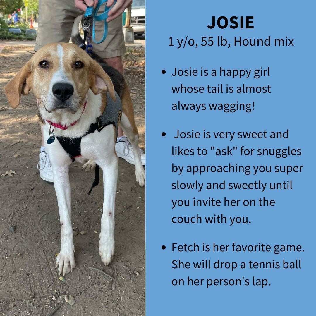 Josie is a very sweet, joyful girl who would make a wonderful family dog. 🥰 She is gentle with children and kind to strangers who come up to say hi to her, and she LOVES to play!

Interested in making Josie a part of your family? More info at link in bio! 🐾

<a target='_blank' href='https://www.instagram.com/explore/tags/AdoptJosie/'>#AdoptJosie</a> <a target='_blank' href='https://www.instagram.com/explore/tags/Adoptable/'>#Adoptable</a> <a target='_blank' href='https://www.instagram.com/explore/tags/WashingtonDC/'>#WashingtonDC</a> <a target='_blank' href='https://www.instagram.com/explore/tags/dogsofdc/'>#dogsofdc</a> <a target='_blank' href='https://www.instagram.com/explore/tags/dcdogs/'>#dcdogs</a> <a target='_blank' href='https://www.instagram.com/explore/tags/fureverfamily/'>#fureverfamily</a> <a target='_blank' href='https://www.instagram.com/explore/tags/adoption/'>#adoption</a> <a target='_blank' href='https://www.instagram.com/explore/tags/DMV/'>#DMV</a> <a target='_blank' href='https://www.instagram.com/explore/tags/AdoptMe/'>#AdoptMe</a> <a target='_blank' href='https://www.instagram.com/explore/tags/hound/'>#hound</a> <a target='_blank' href='https://www.instagram.com/explore/tags/houndrescue/'>#houndrescue</a> <a target='_blank' href='https://www.instagram.com/explore/tags/houndsofinstagram/'>#houndsofinstagram</a> <a target='_blank' href='https://www.instagram.com/explore/tags/hounddog/'>#hounddog</a> <a target='_blank' href='https://www.instagram.com/explore/tags/houndlife/'>#houndlife</a> <a target='_blank' href='https://www.instagram.com/explore/tags/houndlove/'>#houndlove</a> <a target='_blank' href='https://www.instagram.com/explore/tags/adoptahound/'>#adoptahound</a>