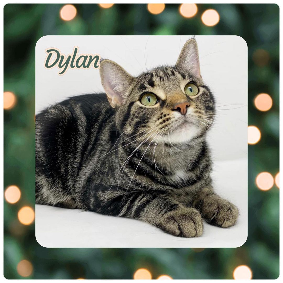 DYLAN is an 8 month old BROWN TABBY DOMESTIC SHORTHAIR. He is neutered, up to date on vaccines, FIV and FeLV negative, and microchipped. He has all of his claws and is being fostered in Kalamazoo, MI.

Dylan was surrendered to the rescue with his brother Dawson through absolutely no fault of their own. Dylan is a large kitten weighing in at over 10 pounds.

If you are looking for the perfect kitty, look no further! Dylan (and/or his brother Dawson) is the cat for you! This boy is the definition of perfect. He is the total package, just an absolute sweetheart. He loves everyone and everything. His foster mom says if she could keep another cat, these boys would be her pick, they are that wonderful.

Dylan gets along wonderfully with other cats. We would love to see him adopted with his brother Dawson or to a home that already has a young cat. He would do fine with dogs with proper introductions. He would be wonderful with kids, though we think a home with older kids may be best to ensure that no doors to the outside get left open that Dylan could potentially slip out of.

This sweet boy has perfect litter box manners. He is great at using his scratching posts. He loves to perch on cat towers in front of sunny windows and loves to play with toys. He loves to play with other kitties too.

If you are looking for a lap cat, this is your boy. He will sit in your lap all day long, he is just a total love bug. Make sure to get your applications in quick for this sweet boy! He deserves a home for the holidays coming up!

FOSTERED IN KALAMAZOO, MI