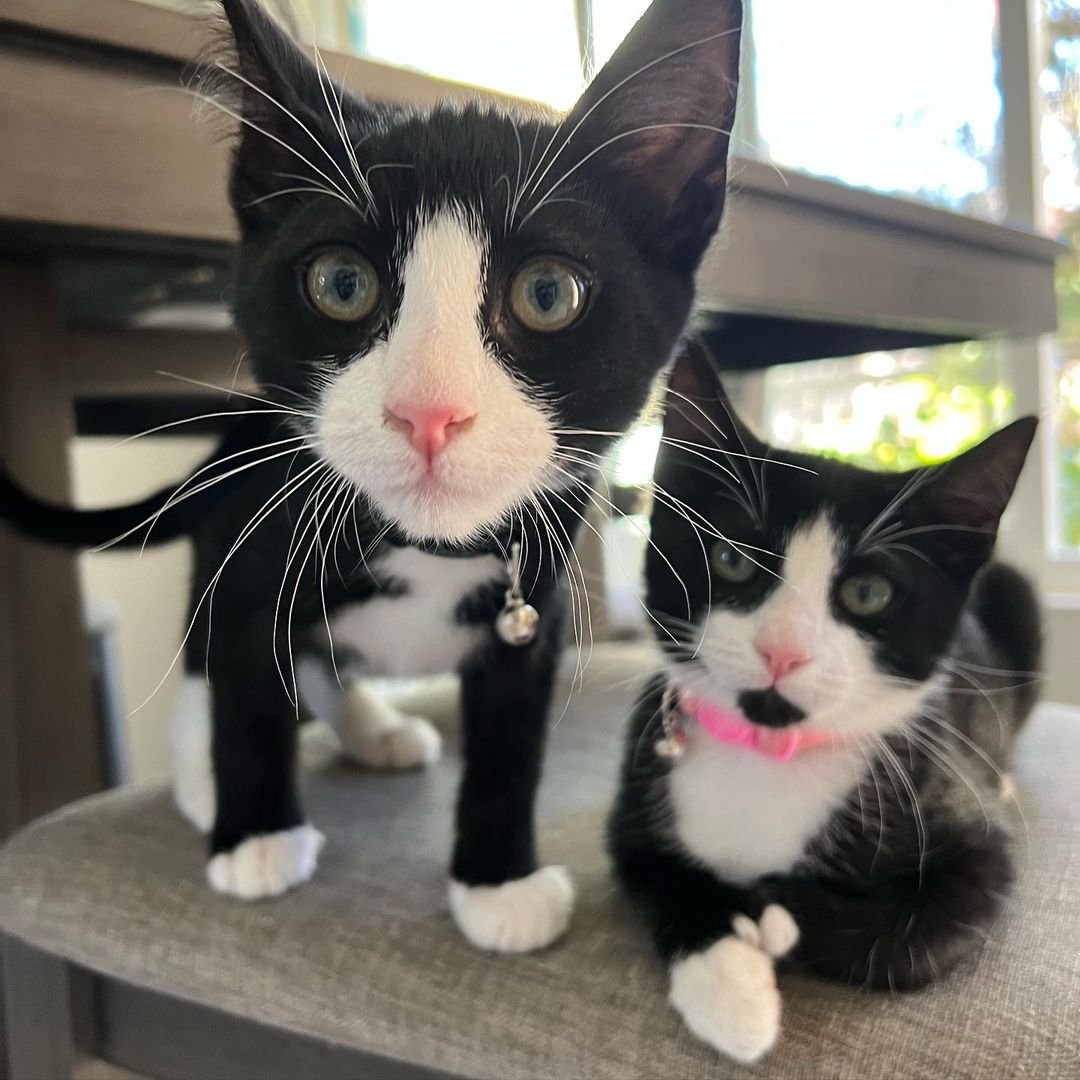 How can it be that we still have this perfect little polydactyl cutie?!?! Kiki is the total package!! Sweet, funny, fun, loving, confident and the cutest extra tosies ever!! 
Her and her brothers, Axel and Cinco would make the perfect addition to your home. She’s ready to enrich your life with unconditional love. ❤️
DM for an adoption questionnaire..
.
.
.
.
,
,
,
.
.
<a target='_blank' href='https://www.instagram.com/explore/tags/polydactylcat/'>#polydactylcat</a><a target='_blank' href='https://www.instagram.com/explore/tags/polykitty/'>#polykitty</a><a target='_blank' href='https://www.instagram.com/explore/tags/polydactylcatsofinstagram/'>#polydactylcatsofinstagram</a><a target='_blank' href='https://www.instagram.com/explore/tags/polydactylkitten/'>#polydactylkitten</a><a target='_blank' href='https://www.instagram.com/explore/tags/mookitten/'>#mookitten</a><a target='_blank' href='https://www.instagram.com/explore/tags/mookitty/'>#mookitty</a><a target='_blank' href='https://www.instagram.com/explore/tags/catlovers/'>#catlovers</a><a target='_blank' href='https://www.instagram.com/explore/tags/cutiepie/'>#cutiepie</a><a target='_blank' href='https://www.instagram.com/explore/tags/catadoptions/'>#catadoptions</a><a target='_blank' href='https://www.instagram.com/explore/tags/newportbeach/'>#newportbeach</a><a target='_blank' href='https://www.instagram.com/explore/tags/tuxedocats/'>#tuxedocats</a><a target='_blank' href='https://www.instagram.com/explore/tags/jellybeans/'>#jellybeans</a><a target='_blank' href='https://www.instagram.com/explore/tags/toebeans/'>#toebeans</a>🐾 <a target='_blank' href='https://www.instagram.com/explore/tags/prettytoes/'>#prettytoes</a><a target='_blank' href='https://www.instagram.com/explore/tags/fostercats/'>#fostercats</a><a target='_blank' href='https://www.instagram.com/explore/tags/fosterkitties/'>#fosterkitties</a><a target='_blank' href='https://www.instagram.com/explore/tags/kittens/'>#kittens</a><a target='_blank' href='https://www.instagram.com/explore/tags/meowdel/'>#meowdel</a><a target='_blank' href='https://www.instagram.com/explore/tags/instapurr/'>#instapurr</a>