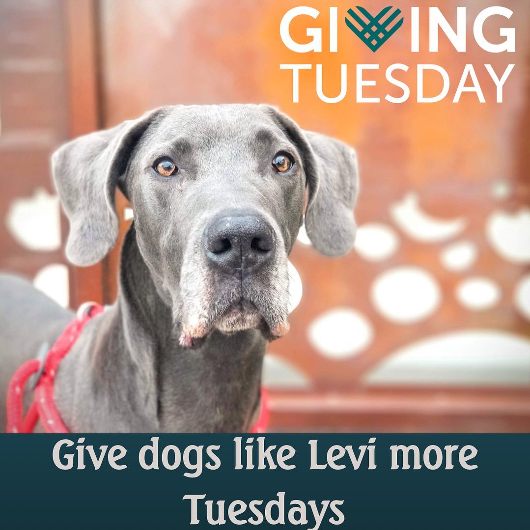 We are getting ready to celebrate your generosity this November 30th! What a year…we were able to help families with their pets, help dogs find forever homes and work with our dogs to keep improving thanks to their training and enrichment programs. We struggled a lot this year due to lack of resources (human and monetary) but thanks to YOU we were able to continue our mission during 2021. We have amazing plans to go back on track and keep helping more families with their pets! And of course help more dogs that needs us. Help us creating awareness about our mission and to have a great start for 2022!