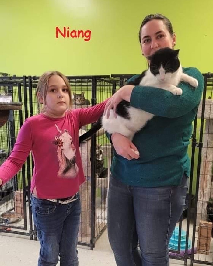 WEEKLY ADOPTION UPDATE - Three kitties were adopted this week and will be spending the Thanksgiving holiday thankful for their new homes.  Algebra & Trig (went together but not pictured) and Niang were the lucky kitties.  Niang had been with us almost an entire year and his furever home will actually is just a few doors down from us although a world away from shelter living!  Congratulations to these kids and their new families! ❤❤❤