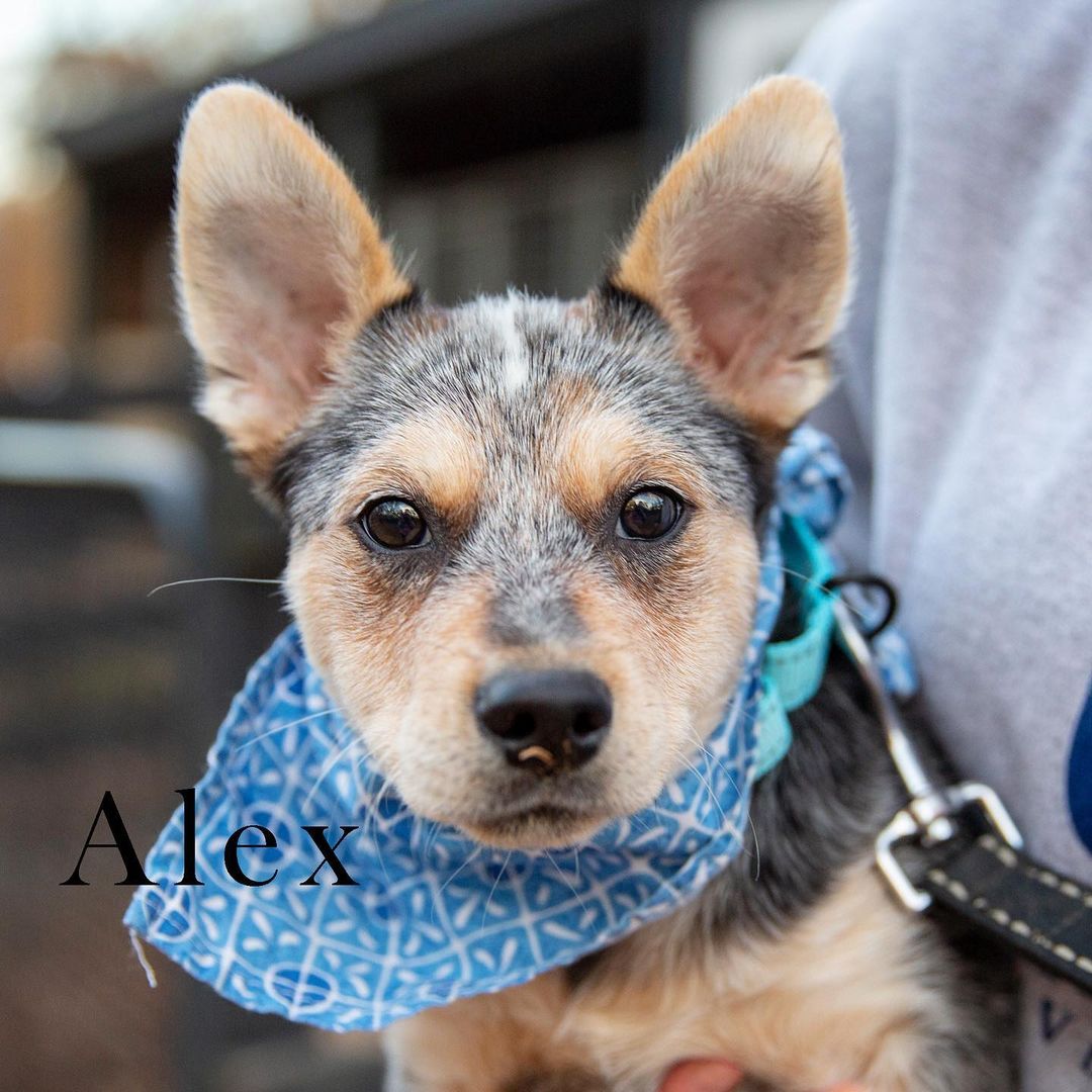 Just look at these adorable puppies!! 💞 
They are all looking for forever homes. Please view their individual listing and our adoption process on our pet finder page via Greenmorerescue.org 

📷 Thank you Rachel Karnes Photography for the photos of these cuties! 

<a target='_blank' href='https://www.instagram.com/explore/tags/rescue/'>#rescue</a> <a target='_blank' href='https://www.instagram.com/explore/tags/adoptdontshop/'>#adoptdontshop</a> <a target='_blank' href='https://www.instagram.com/explore/tags/dogsofinstagram/'>#dogsofinstagram</a> <a target='_blank' href='https://www.instagram.com/explore/tags/rescuedog/'>#rescuedog</a> <a target='_blank' href='https://www.instagram.com/explore/tags/dog/'>#dog</a> <a target='_blank' href='https://www.instagram.com/explore/tags/adopt/'>#adopt</a> <a target='_blank' href='https://www.instagram.com/explore/tags/dogs/'>#dogs</a> <a target='_blank' href='https://www.instagram.com/explore/tags/rescuedogsofinstagram/'>#rescuedogsofinstagram</a> <a target='_blank' href='https://www.instagram.com/explore/tags/love/'>#love</a> <a target='_blank' href='https://www.instagram.com/explore/tags/puppy/'>#puppy</a> <a target='_blank' href='https://www.instagram.com/explore/tags/cute/'>#cute</a> <a target='_blank' href='https://www.instagram.com/explore/tags/dogstagram/'>#dogstagram</a> <a target='_blank' href='https://www.instagram.com/explore/tags/rescuedogs/'>#rescuedogs</a> <a target='_blank' href='https://www.instagram.com/explore/tags/foster/'>#foster</a> <a target='_blank' href='https://www.instagram.com/explore/tags/instadog/'>#instadog</a> <a target='_blank' href='https://www.instagram.com/explore/tags/pets/'>#pets</a> <a target='_blank' href='https://www.instagram.com/explore/tags/instagram/'>#instagram</a> <a target='_blank' href='https://www.instagram.com/explore/tags/animals/'>#animals</a> <a target='_blank' href='https://www.instagram.com/explore/tags/dogoftheday/'>#dogoftheday</a> <a target='_blank' href='https://www.instagram.com/explore/tags/doglover/'>#doglover</a> <a target='_blank' href='https://www.instagram.com/explore/tags/rescuedismyfavoritebreed/'>#rescuedismyfavoritebreed</a>