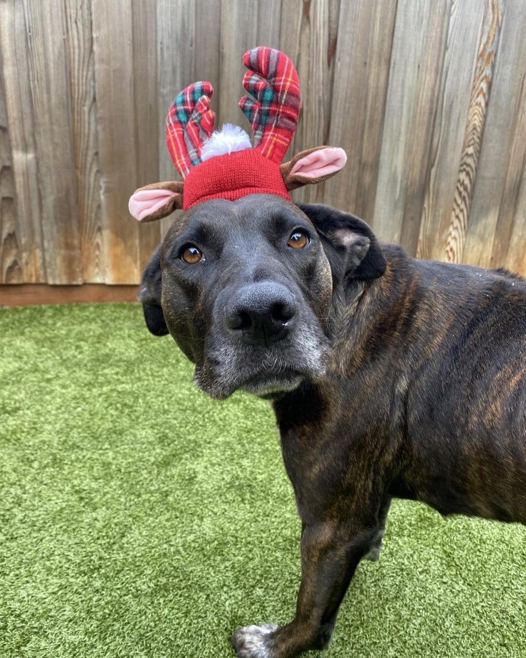 Bring cheer and joy to your family by helping a homeless dog find their new home this holiday season. 🐾💓 The sweet pups at Greenhill are ready to warm your couch and your heart, help make memories, & be the best co-pilots for life’s adventures! Adoption fees for all adult dogs (1 year and older) will be discounted by $50 during our Home for the Holidays promotion so adopters can spoil their new addition. Visit www.green-hill.org/adopt_dog to learn more about the lovable canines ready for their forever family.