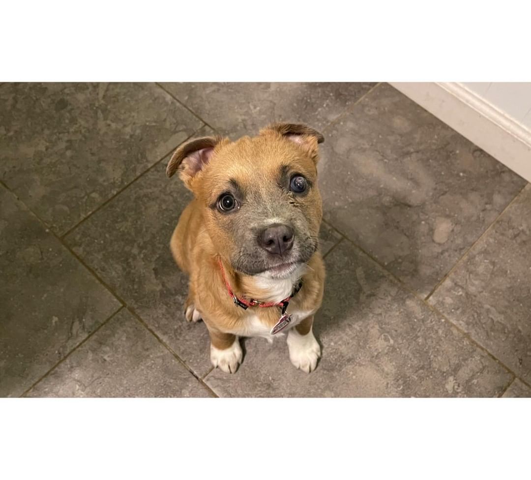 My name is Puddin. I am a three month old female mix pup that loves to play! My foster family lets me have tons of playtime with kids of all ages. I like other dogs but have not been introduced to cats yet (foster does not have cats). I know the command to sit and come. I am working on walking on a leash. I have a bad eye and I can’t see out of it but it does not hurt or slow me down. I am working on potty training and still have a few mistakes but getting better everyday. I love to cuddle up on your lap and follow you around everywhere you go. Be sure to visit our website to complete your application for pre-approval. https://michelesrescue.com/ 
.
.
<a target='_blank' href='https://www.instagram.com/explore/tags/michelesrescue/'>#michelesrescue</a> <a target='_blank' href='https://www.instagram.com/explore/tags/michelesrescuepawz/'>#michelesrescuepawz</a> <a target='_blank' href='https://www.instagram.com/explore/tags/michelesrescueonfacebook/'>#michelesrescueonfacebook</a> <a target='_blank' href='https://www.instagram.com/explore/tags/michelesrescueoninstgram/'>#michelesrescueoninstgram</a> <a target='_blank' href='https://www.instagram.com/explore/tags/michelesrescueoffacebook/'>#michelesrescueoffacebook</a> <a target='_blank' href='https://www.instagram.com/explore/tags/michelesrescueofinstgram/'>#michelesrescueofinstgram</a> <a target='_blank' href='https://www.instagram.com/explore/tags/beahero/'>#beahero</a> <a target='_blank' href='https://www.instagram.com/explore/tags/spayandneuter/'>#spayandneuter</a> <a target='_blank' href='https://www.instagram.com/explore/tags/pinkpawz/'>#pinkpawz</a> <a target='_blank' href='https://www.instagram.com/explore/tags/blackpawz/'>#blackpawz</a> <a target='_blank' href='https://www.instagram.com/explore/tags/whitepawz/'>#whitepawz</a> <a target='_blank' href='https://www.instagram.com/explore/tags/adoptdontshop/'>#adoptdontshop</a>