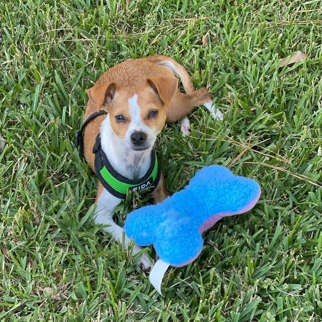 Rosette ❤️⁣
⁣
“I like fenced in yards and I cannot lie. My foster mama can’t deny- oh, sorry! I’m Rosette, and I can be a bit spirited at times! Specifically when running around said fenced in yards! My forever home having one is a great idea. Got kids? Cool- I love em! We can run together, hang on the couch, and grow together! I haven’t met any kitty folk- but hanging with other little dogs is always a pleasure. I’m only 8 pounds myself, so I won’t take up too much space!⁣
⁣
I enjoy getting outdoors whenever possible, but my leashed walks need some work. I’m believed to be just a year old, so please grab me a harness. We can nail it in no time! The promise of a nice play sesh with my squeaky toys after is motivation enough for me! You may hear me squeaking them here and there, but I am actually pretty mellow indoors. Its hitting the yard that has me running laps. (And fast, too!) Its extremely important that I get the exercise I need, so I grow up happy and healthy. I want to be the best dog I can be for my forever family. ⁣
⁣
I have learned to enjoy lounging in my crate with a few provisions. Think snacks, toys, and blankets! I used to vocally protest a bit initially, but even then I always quieted down to catch some ZzZ’s. When its time to come out, I am back to being your shadow. While I love being with my people, I don’t cramp their style. I won’t hog your lap all day, or lick your face off. Call it companionship over cling. “⁣
⁣
Please apply at www.misfitmuttsdogrescue.com , and make some room on the couch! Your new family member will bring the love, if you supply the blankets and toys!⁣
⁣
<a target='_blank' href='https://www.instagram.com/explore/tags/misfitmuttsdogrescue/'>#misfitmuttsdogrescue</a> <a target='_blank' href='https://www.instagram.com/explore/tags/adoptable/'>#adoptable</a> <a target='_blank' href='https://www.instagram.com/explore/tags/rosette/'>#rosette</a> <a target='_blank' href='https://www.instagram.com/explore/tags/rescuedogsofinstagram/'>#rescuedogsofinstagram</a> <a target='_blank' href='https://www.instagram.com/explore/tags/adoptdontshop/'>#adoptdontshop</a> <a target='_blank' href='https://www.instagram.com/explore/tags/greenbay/'>#greenbay</a> <a target='_blank' href='https://www.instagram.com/explore/tags/wisconsin/'>#wisconsin</a>