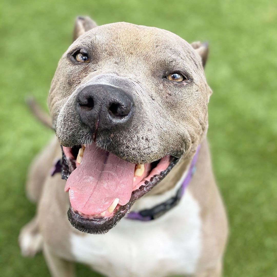 November is <a target='_blank' href='https://www.instagram.com/explore/tags/adoptaseniorpetmonth/'>#adoptaseniorpetmonth</a> So let’s talk about Juda ❤️

Juda is a loving, affectionate and goofy girl, who has recently had extensive training to make the most of that smart brain of hers! 🧠 
If treats are involved Juda will sit and give you her paw without even asking, she really likes to impress her humans! 

Juda is 8 years old, 50 lbs, and ready for her forever home! Please visit www.liveloveanimalrescue.org to fill out an adoption application.