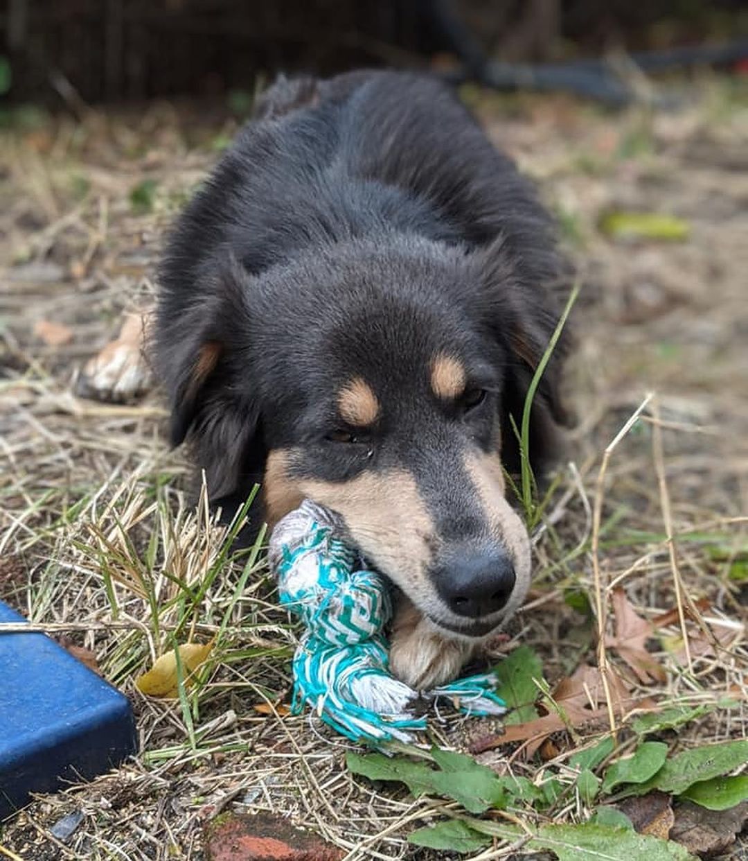 Great Scott! Available Doc Brown didn’t need to go back to the future to celebrate <a target='_blank' href='https://www.instagram.com/explore/tags/NationalAdoptionDay/'>#NationalAdoptionDay</a> today! 

Doc Brown is 3.5 years old and ready to find a family that can truly allow him to break out of his shell. He’s got some of the best facial expressions around with those pronounced eyebrows and his signature 👅.

To make <a target='_blank' href='https://www.instagram.com/explore/tags/NationalAdoptionDay/'>#NationalAdoptionDay</a> ring true to its name, head to the link in bio to adopt the lovable and goofy Doc Brown.