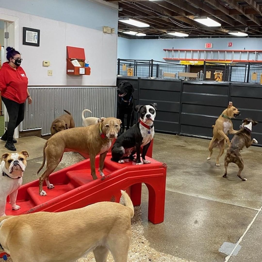 Burt is ruling from his throne at @campbowwowoakpark 😍 <a target='_blank' href='https://www.instagram.com/explore/tags/adoptthisdog/'>#adoptthisdog</a>