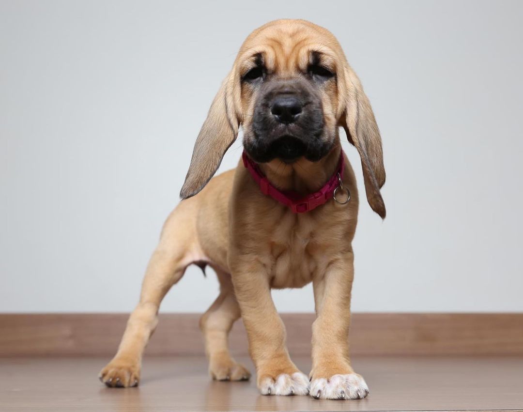 Just some super cute, super wrinkly bloodhound babies wishing you a Happy Monday 🤗 
<a target='_blank' href='https://www.instagram.com/explore/tags/puppy/'>#puppy</a> <a target='_blank' href='https://www.instagram.com/explore/tags/bloodhound/'>#bloodhound</a> <a target='_blank' href='https://www.instagram.com/explore/tags/dogsofinstagram/'>#dogsofinstagram</a> <a target='_blank' href='https://www.instagram.com/explore/tags/dogoftheday/'>#dogoftheday</a> <a target='_blank' href='https://www.instagram.com/explore/tags/dogsofinstagram/'>#dogsofinstagram</a> <a target='_blank' href='https://www.instagram.com/explore/tags/puppylove/'>#puppylove</a> <a target='_blank' href='https://www.instagram.com/explore/tags/puppies/'>#puppies</a> <a target='_blank' href='https://www.instagram.com/explore/tags/toocute/'>#toocute</a> <a target='_blank' href='https://www.instagram.com/explore/tags/adorable/'>#adorable</a> <a target='_blank' href='https://www.instagram.com/explore/tags/mondaymood/'>#mondaymood</a> <a target='_blank' href='https://www.instagram.com/explore/tags/monday/'>#monday</a> <a target='_blank' href='https://www.instagram.com/explore/tags/mondays/'>#mondays</a> <a target='_blank' href='https://www.instagram.com/explore/tags/bloodhoundpuppy/'>#bloodhoundpuppy</a>