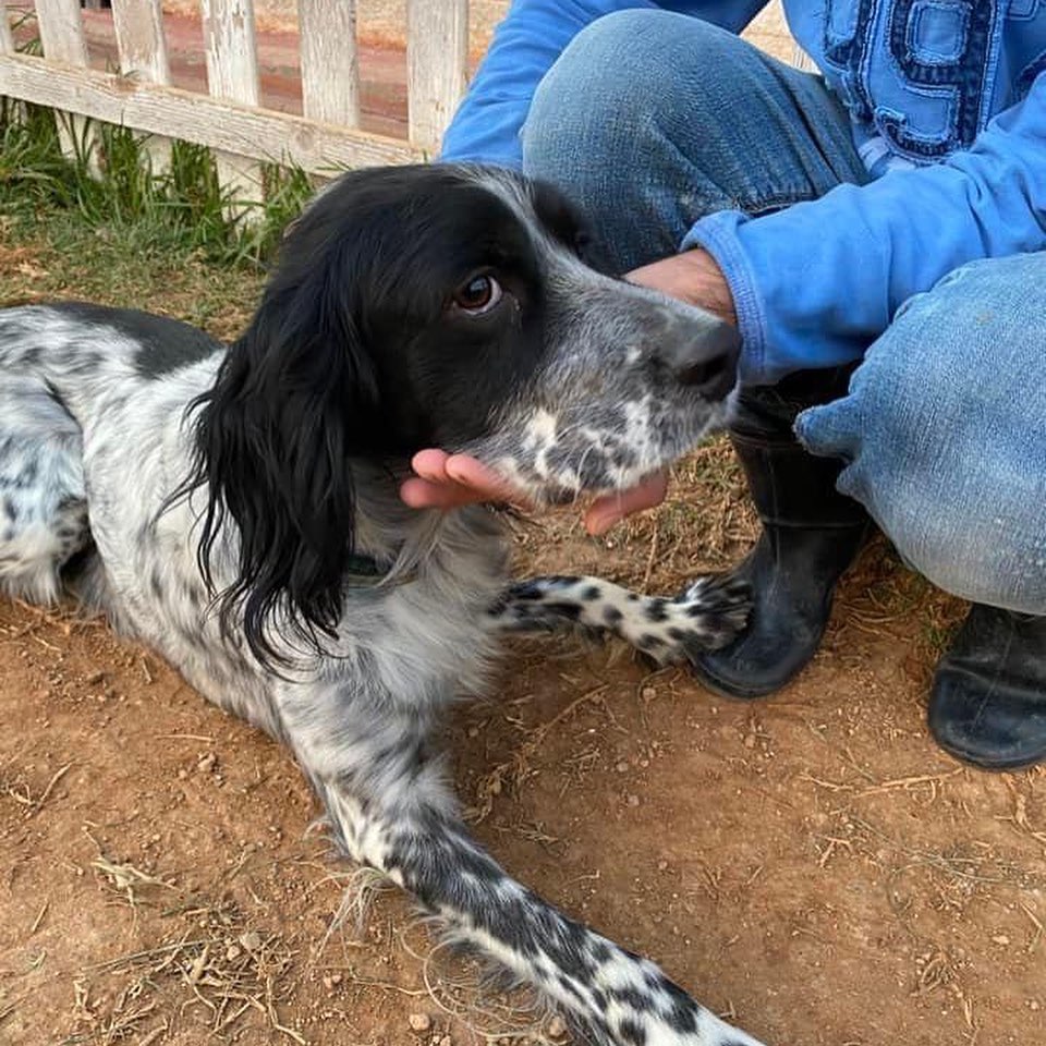 Our volunteers have finally made it back to Greece after almost 2 years!  They are checking in on all our dogs in the kennel and will bring home 8 this week! 
.
.
.
.
.
<a target='_blank' href='https://www.instagram.com/explore/tags/adoptdontshop/'>#adoptdontshop</a> <a target='_blank' href='https://www.instagram.com/explore/tags/aboveandbeyondenglishsetterrescue/'>#aboveandbeyondenglishsetterrescue</a> <a target='_blank' href='https://www.instagram.com/explore/tags/fosteringsaveslives/'>#fosteringsaveslives</a> <a target='_blank' href='https://www.instagram.com/explore/tags/adoptme/'>#adoptme</a> <a target='_blank' href='https://www.instagram.com/explore/tags/settersofinstagram/'>#settersofinstagram</a> <a target='_blank' href='https://www.instagram.com/explore/tags/settersofamerica/'>#settersofamerica</a> <a target='_blank' href='https://www.instagram.com/explore/tags/thedodo/'>#thedodo</a> <a target='_blank' href='https://www.instagram.com/explore/tags/savethesetters/'>#savethesetters</a>