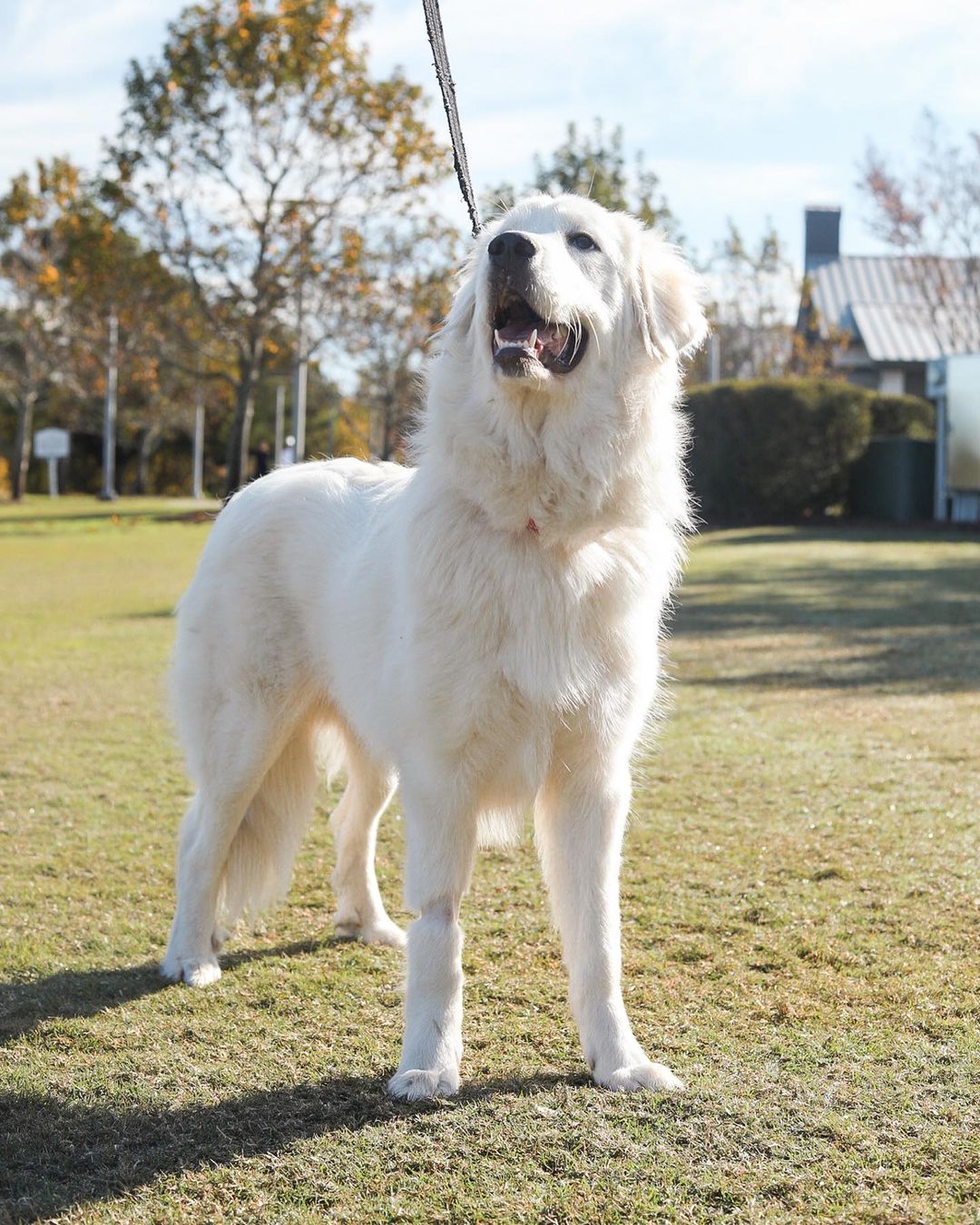 *WE ARE NO LONGER ACCEPTING APPLICATIONS FOR RADISH*

Radish is available for adoption! Radish was tied to the gates in the middle of the night of the Columbia Shelter & was found by the shelter staff the next morning — tail wagging and happy to see humans! 

This Snow White Angel is as soft as a cloud and the sweetest girl ever. She’s about 70 pounds of pure fluff & love. We think she’s around 2 years old. Radish loves dogs of all shapes, sizes, ages & genders. She’s currently living in a home with a 10 pound puppy all the way to a 120 pound large breed dog, with a couple dogs sprinkled in between. 

She loves to play with her toys (but no stuffy’s for the girl, she likes to decapitate them!) and is crate and potty trained. She knows how to sit, lay, and shake. She’s such a smart girl and has gotten into such a great routine with her crate training and eating habits. She would be an excellent boat dog, travel partner, dog park dog, restaurant partner & brewery hopper. 

She is spayed, heartworm negative, up to date on vaccines & microchipped. 

If interested in adopting this beautiful girl, please head to the website and submit an adoption application 🖤

https://www.eunoiarescue.org/adopt