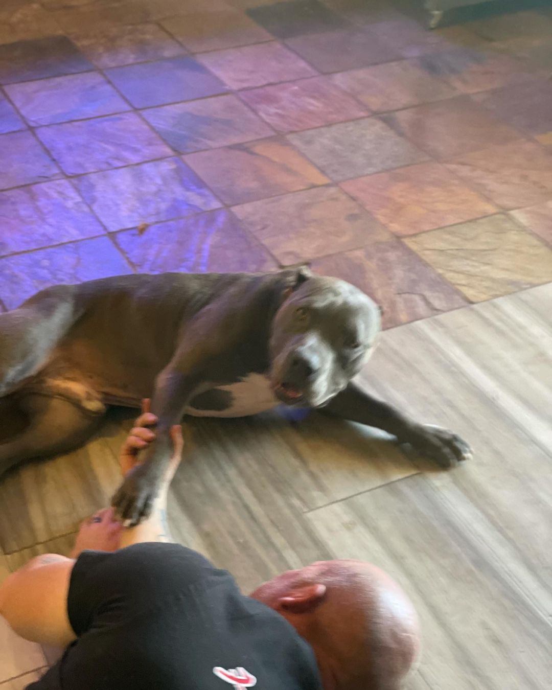 UPDATE! That face tho ❤️Jelly Bean and his dad - Happy Sunday! 

Jelly Bean had 5 meet and greets until we found his real forever, the right forever with the best parents who deserve him. We will never give up on any of our dogs and will wait for that fairytale ending.💥🐶

This is where your donations go. I’m saving these guys because of YOU ❤️ if you’d like to make a donation towards our future rescue efforts, our donation link is in the bio.

Thanks @sunny_day_training for fostering this guy for us. If you’re in the Santa Clarita area, head over to their website to get information on classes, obedience and agility. 

Life can change in an instant. <a target='_blank' href='https://www.instagram.com/explore/tags/Frankielolaandfriends/'>#Frankielolaandfriends</a>