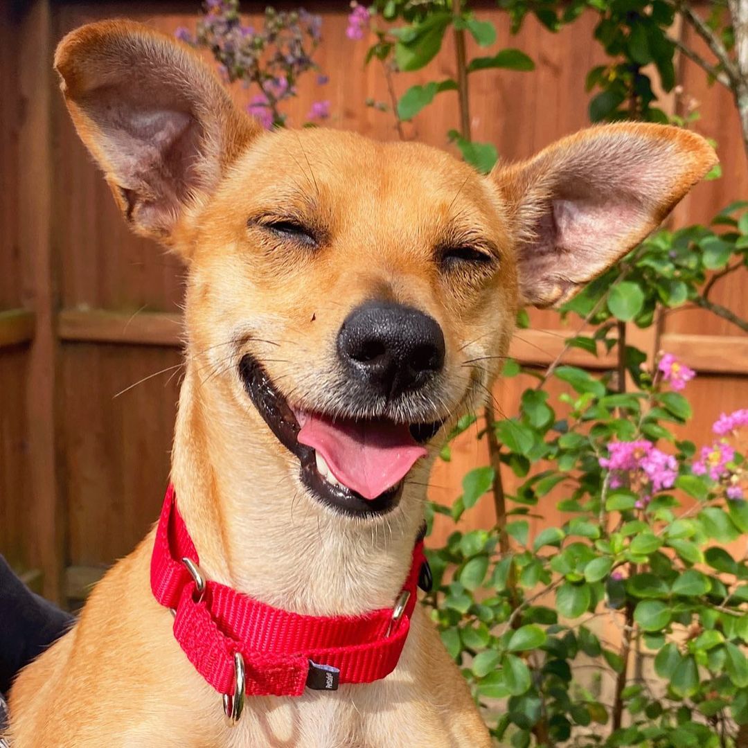 Harper is available! She is a sweet 18 lbs chihuahua mix ready for a home! She loves people, loves fun, and loves to be loved! Meet Harper today! Adoptions open from 11-3. <a target='_blank' href='https://www.instagram.com/explore/tags/abandonedanimalrescue/'>#abandonedanimalrescue</a> <a target='_blank' href='https://www.instagram.com/explore/tags/givingpawsahelpinghand/'>#givingpawsahelpinghand</a> <a target='_blank' href='https://www.instagram.com/explore/tags/dogsofaar/'>#dogsofaar</a> <a target='_blank' href='https://www.instagram.com/explore/tags/pupper/'>#pupper</a> <a target='_blank' href='https://www.instagram.com/explore/tags/doggo/'>#doggo</a> <a target='_blank' href='https://www.instagram.com/explore/tags/rescue/'>#rescue</a> <a target='_blank' href='https://www.instagram.com/explore/tags/rescuedogs/'>#rescuedogs</a> <a target='_blank' href='https://www.instagram.com/explore/tags/shelterdog/'>#shelterdog</a> <a target='_blank' href='https://www.instagram.com/explore/tags/happydog/'>#happydog</a> <a target='_blank' href='https://www.instagram.com/explore/tags/gooddoggo/'>#gooddoggo</a> <a target='_blank' href='https://www.instagram.com/explore/tags/lovedogs/'>#lovedogs</a> <a target='_blank' href='https://www.instagram.com/explore/tags/puppies/'>#puppies</a> <a target='_blank' href='https://www.instagram.com/explore/tags/adopt/'>#adopt</a> <a target='_blank' href='https://www.instagram.com/explore/tags/adoptdontshop/'>#adoptdontshop</a> <a target='_blank' href='https://www.instagram.com/explore/tags/adoptable/'>#adoptable</a> <a target='_blank' href='https://www.instagram.com/explore/tags/conroetx/'>#conroetx</a> <a target='_blank' href='https://www.instagram.com/explore/tags/springtx/'>#springtx</a> <a target='_blank' href='https://www.instagram.com/explore/tags/katytx/'>#katytx</a> <a target='_blank' href='https://www.instagram.com/explore/tags/cypresstx/'>#cypresstx</a> <a target='_blank' href='https://www.instagram.com/explore/tags/houston/'>#houston</a> <a target='_blank' href='https://www.instagram.com/explore/tags/magnoliachamberofcommerce/'>#magnoliachamberofcommerce</a> <a target='_blank' href='https://www.instagram.com/explore/tags/magnoliatx/'>#magnoliatx</a> <a target='_blank' href='https://www.instagram.com/explore/tags/thewoodlands/'>#thewoodlands</a> <a target='_blank' href='https://www.instagram.com/explore/tags/chihuahua/'>#chihuahua</a> <a target='_blank' href='https://www.instagram.com/explore/tags/chihuahuamix/'>#chihuahuamix</a> <a target='_blank' href='https://www.instagram.com/explore/tags/chihuahualife/'>#chihuahualife</a>