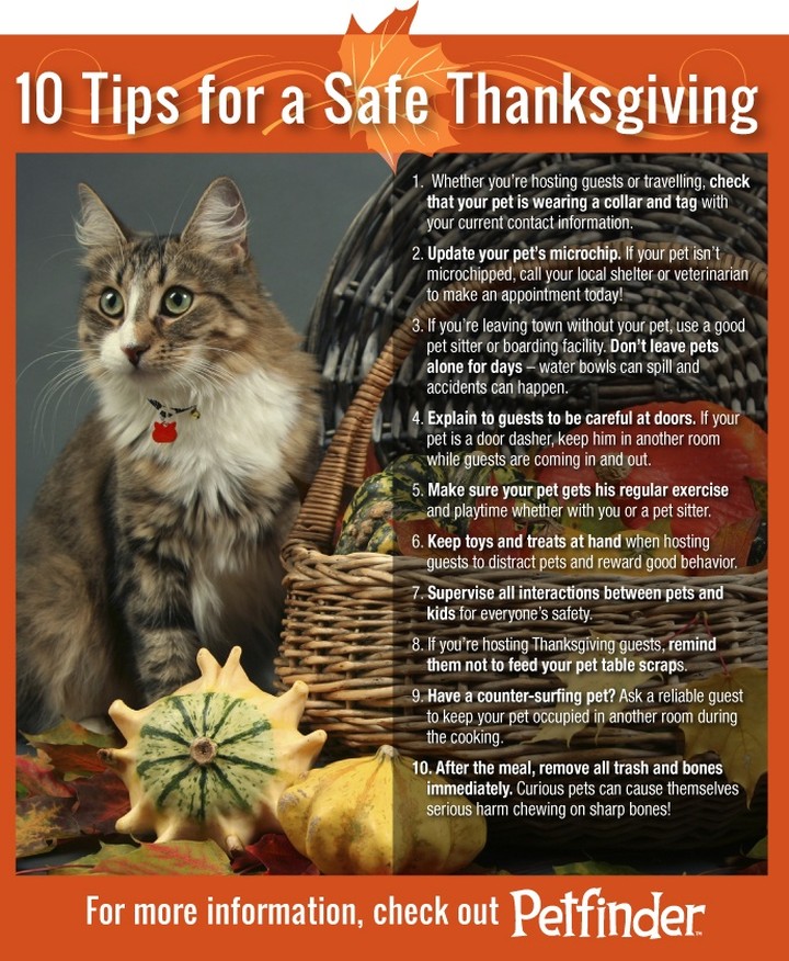 Here are some ways you can keep your pets safe this Thanksgiving

 <a target='_blank' href='https://www.instagram.com/explore/tags/animalshelter/'>#animalshelter</a> <a target='_blank' href='https://www.instagram.com/explore/tags/bellwetherharbor/'>#bellwetherharbor</a> <a target='_blank' href='https://www.instagram.com/explore/tags/fremontmichigan/'>#fremontmichigan</a> <a target='_blank' href='https://www.instagram.com/explore/tags/adoptablecats/'>#adoptablecats</a> <a target='_blank' href='https://www.instagram.com/explore/tags/adoptabledogs/'>#adoptabledogs</a> <a target='_blank' href='https://www.instagram.com/explore/tags/thanksgiving/'>#thanksgiving</a> <a target='_blank' href='https://www.instagram.com/explore/tags/petsafety/'>#petsafety</a> <a target='_blank' href='https://www.instagram.com/explore/tags/petsandholidays/'>#petsandholidays</a>