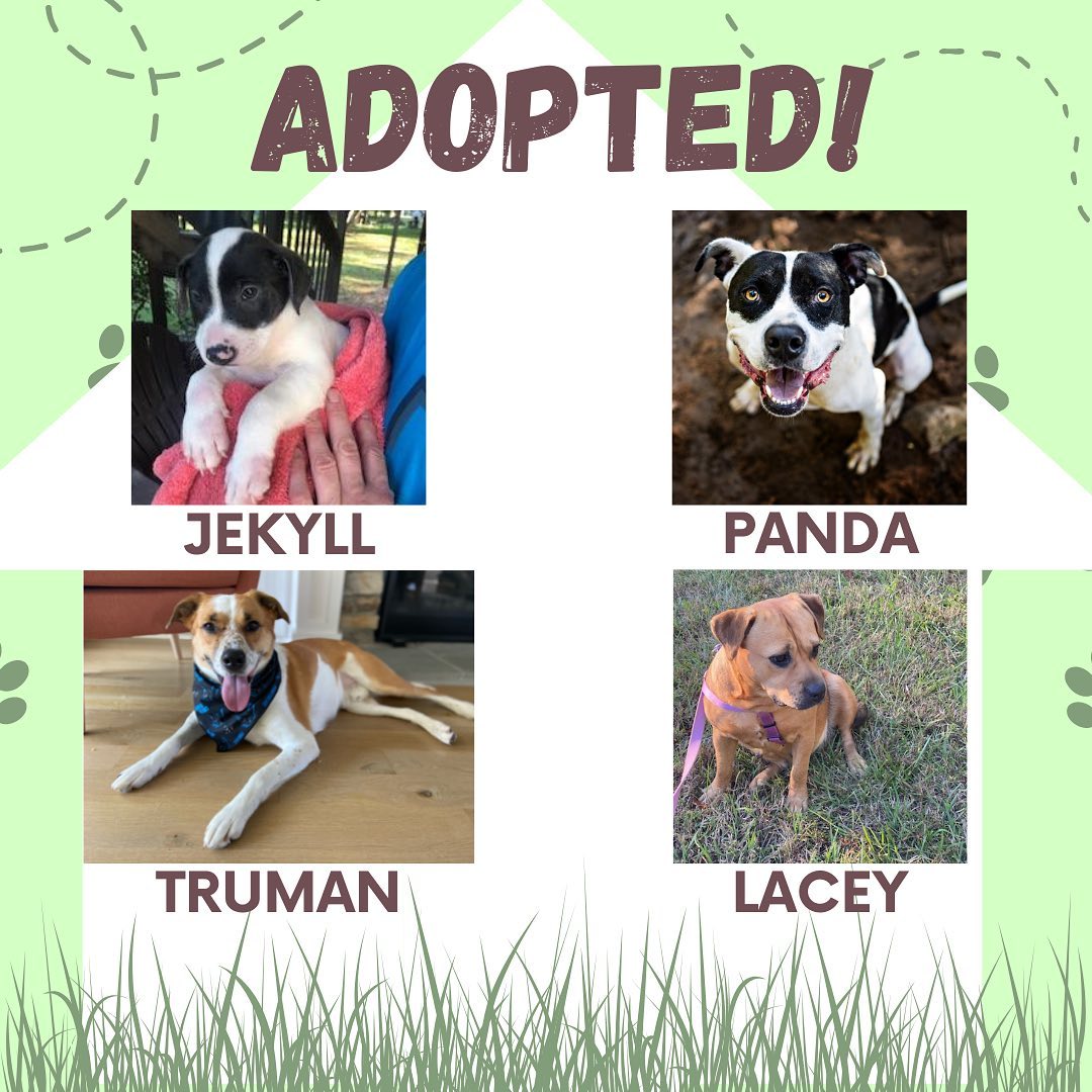 Look at all these happy pups! Jekyll, Panda, Truman, and Lacey all found their FURever home!!!🐶

<a target='_blank' href='https://www.instagram.com/explore/tags/adoptdontshop/'>#adoptdontshop</a> <a target='_blank' href='https://www.instagram.com/explore/tags/humanesocietydaviecounty/'>#humanesocietydaviecounty</a>