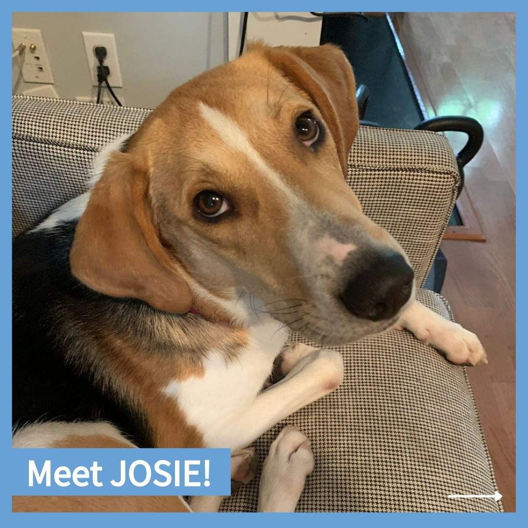 Josie is a very sweet, joyful girl who would make a wonderful family dog. 🥰 She is gentle with children and kind to strangers who come up to say hi to her, and she LOVES to play!

Interested in making Josie a part of your family? More info at link in bio! 🐾

<a target='_blank' href='https://www.instagram.com/explore/tags/AdoptJosie/'>#AdoptJosie</a> <a target='_blank' href='https://www.instagram.com/explore/tags/Adoptable/'>#Adoptable</a> <a target='_blank' href='https://www.instagram.com/explore/tags/WashingtonDC/'>#WashingtonDC</a> <a target='_blank' href='https://www.instagram.com/explore/tags/dogsofdc/'>#dogsofdc</a> <a target='_blank' href='https://www.instagram.com/explore/tags/dcdogs/'>#dcdogs</a> <a target='_blank' href='https://www.instagram.com/explore/tags/fureverfamily/'>#fureverfamily</a> <a target='_blank' href='https://www.instagram.com/explore/tags/adoption/'>#adoption</a> <a target='_blank' href='https://www.instagram.com/explore/tags/DMV/'>#DMV</a> <a target='_blank' href='https://www.instagram.com/explore/tags/AdoptMe/'>#AdoptMe</a> <a target='_blank' href='https://www.instagram.com/explore/tags/hound/'>#hound</a> <a target='_blank' href='https://www.instagram.com/explore/tags/houndrescue/'>#houndrescue</a> <a target='_blank' href='https://www.instagram.com/explore/tags/houndsofinstagram/'>#houndsofinstagram</a> <a target='_blank' href='https://www.instagram.com/explore/tags/hounddog/'>#hounddog</a> <a target='_blank' href='https://www.instagram.com/explore/tags/houndlife/'>#houndlife</a> <a target='_blank' href='https://www.instagram.com/explore/tags/houndlove/'>#houndlove</a> <a target='_blank' href='https://www.instagram.com/explore/tags/adoptahound/'>#adoptahound</a>