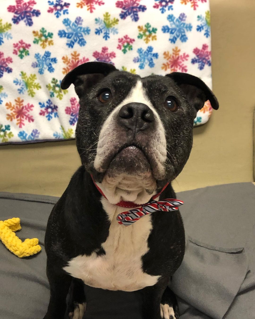 Mable has one face when it’s treat time 😂😂 she chatted with our friends at @13abc this morning about how awesome she is and how excited she is to check out everything donated during the Border Battle today. 

Mabel is one of our senior dogs and has also been with us for quite awhile. She was adopted, but through no fault of her own, was recently returned. Mable is a staff and volunteer favorite because of her adorable pouty face and happy-go-lucky personality. She may be around 8 years old but it’s just a number to her. She is active, energetic, loves to play, and is one of the most affectionate dogs in the shelter (she is a pro at sneak attack kisses!) 
We just adore her and can’t wait until she finds a family who loves her just as much. To meet Mabel, or any of her furry friends, stop by the shelter during our open hours. No appointment necessary!