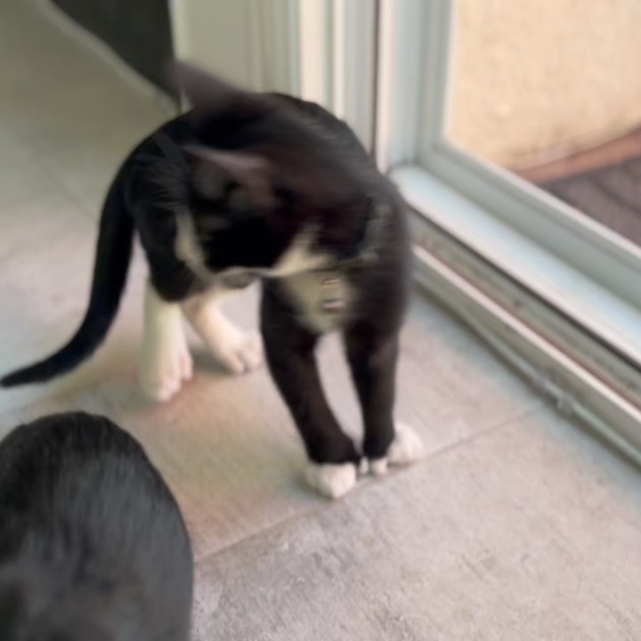 How can it be that we still have this perfect little polydactyl cutie?!?! Kiki is the total package!! Sweet, funny, fun, loving, confident and the cutest extra tosies ever!! 
Her and her brothers, Axel and Cinco would make the perfect addition to your home. She’s ready to enrich your life with unconditional love. ❤️
DM for an adoption questionnaire..
.
.
.
.
,
,
,
.
.
<a target='_blank' href='https://www.instagram.com/explore/tags/polydactylcat/'>#polydactylcat</a><a target='_blank' href='https://www.instagram.com/explore/tags/polykitty/'>#polykitty</a><a target='_blank' href='https://www.instagram.com/explore/tags/polydactylcatsofinstagram/'>#polydactylcatsofinstagram</a><a target='_blank' href='https://www.instagram.com/explore/tags/polydactylkitten/'>#polydactylkitten</a><a target='_blank' href='https://www.instagram.com/explore/tags/mookitten/'>#mookitten</a><a target='_blank' href='https://www.instagram.com/explore/tags/mookitty/'>#mookitty</a><a target='_blank' href='https://www.instagram.com/explore/tags/catlovers/'>#catlovers</a><a target='_blank' href='https://www.instagram.com/explore/tags/cutiepie/'>#cutiepie</a><a target='_blank' href='https://www.instagram.com/explore/tags/catadoptions/'>#catadoptions</a><a target='_blank' href='https://www.instagram.com/explore/tags/newportbeach/'>#newportbeach</a><a target='_blank' href='https://www.instagram.com/explore/tags/tuxedocats/'>#tuxedocats</a><a target='_blank' href='https://www.instagram.com/explore/tags/jellybeans/'>#jellybeans</a><a target='_blank' href='https://www.instagram.com/explore/tags/toebeans/'>#toebeans</a>🐾 <a target='_blank' href='https://www.instagram.com/explore/tags/prettytoes/'>#prettytoes</a><a target='_blank' href='https://www.instagram.com/explore/tags/fostercats/'>#fostercats</a><a target='_blank' href='https://www.instagram.com/explore/tags/fosterkitties/'>#fosterkitties</a><a target='_blank' href='https://www.instagram.com/explore/tags/kittens/'>#kittens</a><a target='_blank' href='https://www.instagram.com/explore/tags/meowdel/'>#meowdel</a><a target='_blank' href='https://www.instagram.com/explore/tags/instapurr/'>#instapurr</a>