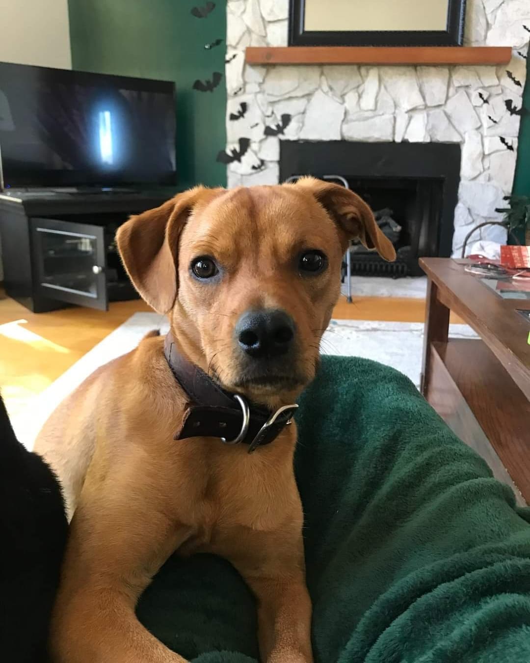 Update:  We posted Banjo last week and have not received a single application for him.  We KNOW there is the perfect home for him somewhere!  Please please help us make Banjo's dreams come true.

Meet Banjo!  Banjo is a 1 year old Beagle/Lab mix who came to us from a local shelter.  He is housebroken & crate trained.  Banjo has a LOT of energy so a fenced yard to run & play in is needed.  He is sweet boy who listens well and gets along with other dogs and children.  Banjo also has a reputation as a sock stealer 😜 You can apply to meet/adopt Banjo at https://www.piedmontanimalrescue.com/adopt.html