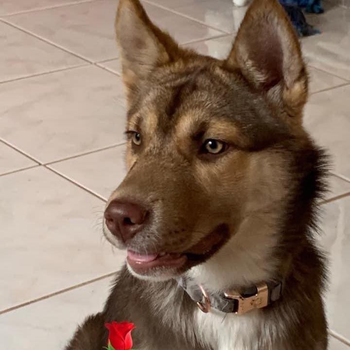 Rose 🌹 is an absolute doll. She is a 2 year old border collie / husky mix.  She looks like a miniature husky, weighing only 30 lbs. Rose is highly intelligent and has had some training.  She would do best with a fenced yard but does walk nicely on a leash.  Rose is a young high energy dog and ready for an active lifestyle .  She is good with other dogs but would do fine as an only dog as well.  If you would like to meet Rose 🌹 please complete an application below.

The Farm Dog Rescue
Palm City FL

https://thefarmdogrescue.com/farm/adopt-application/